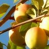 Яблоко сухофрукт по цене 11 рублей