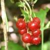 Смородина красная ягоды по цене 42 рубля
