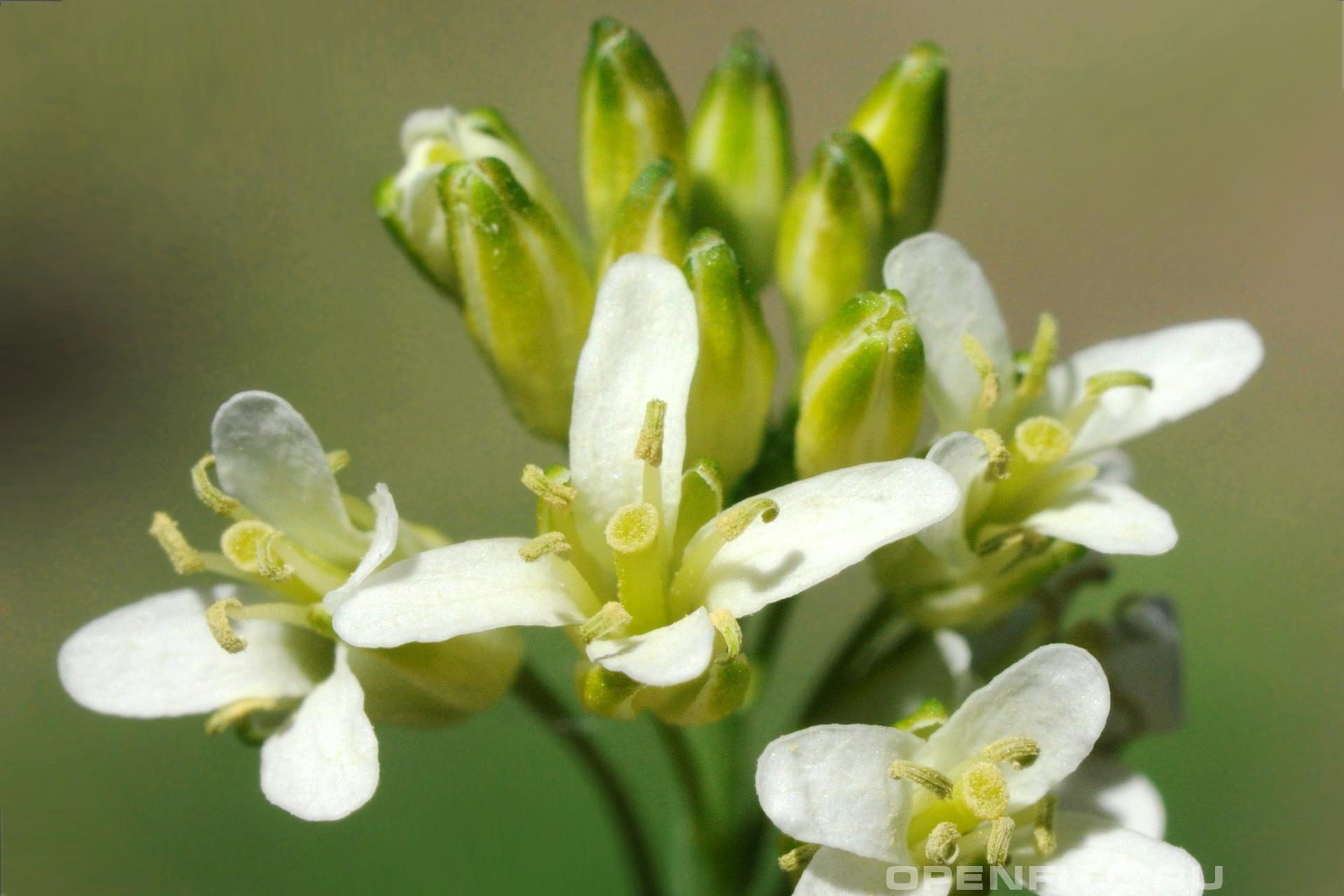 Вяжечка голая - фотография цветка