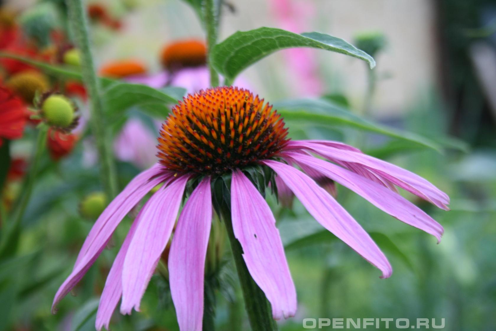 Эхинацея пурпурная - фотография цветка