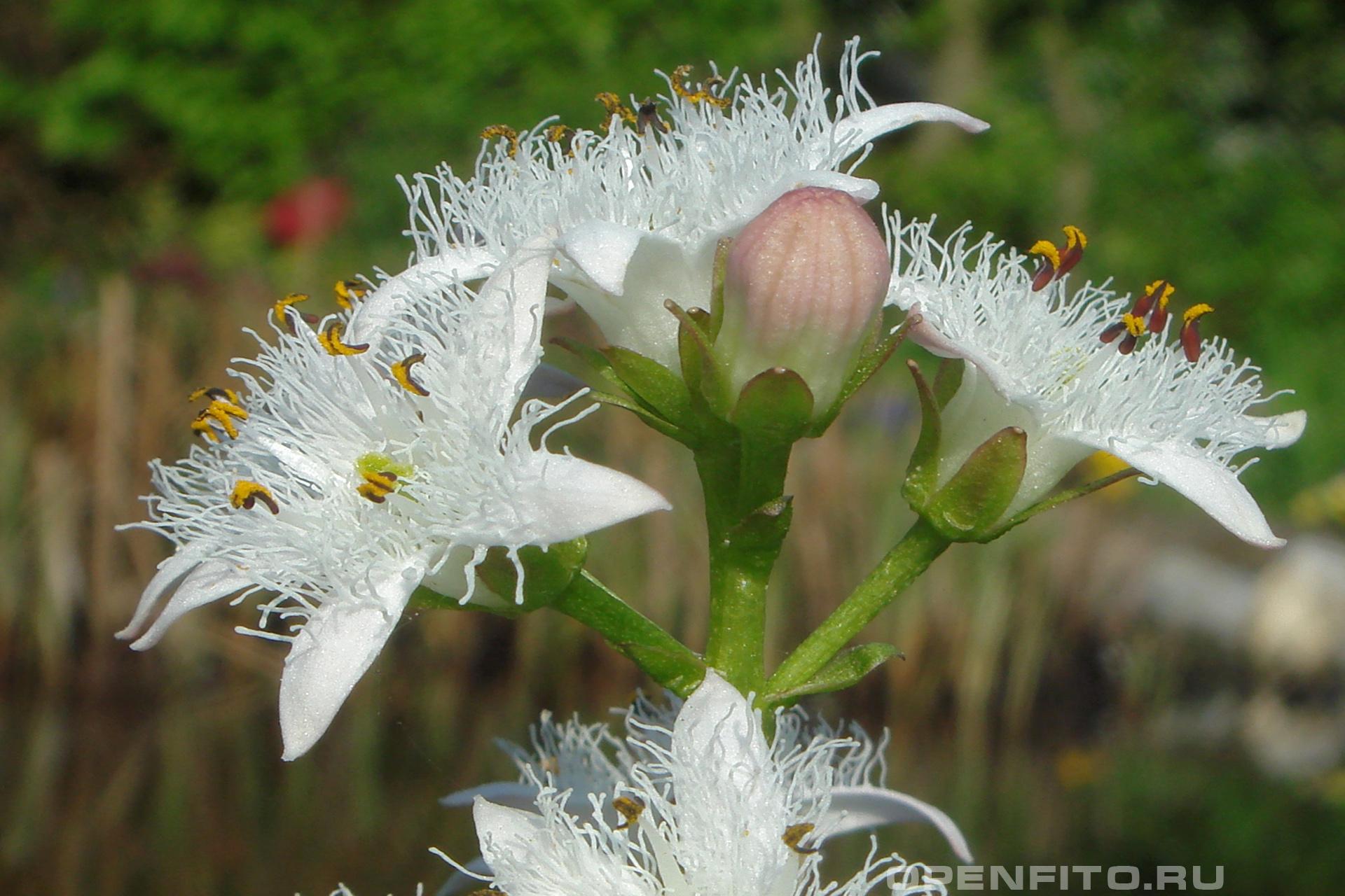 Вахта трехлистная - фотография цветка