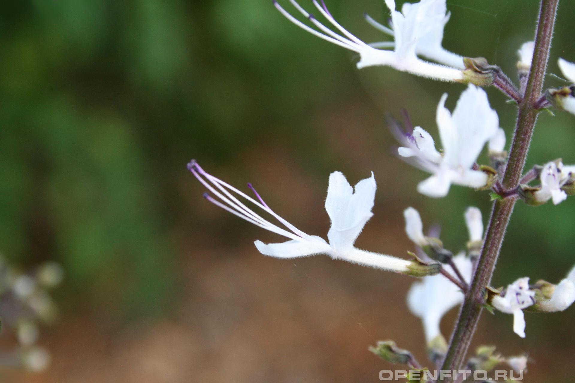 Ортосифон остистый - фотография цветка