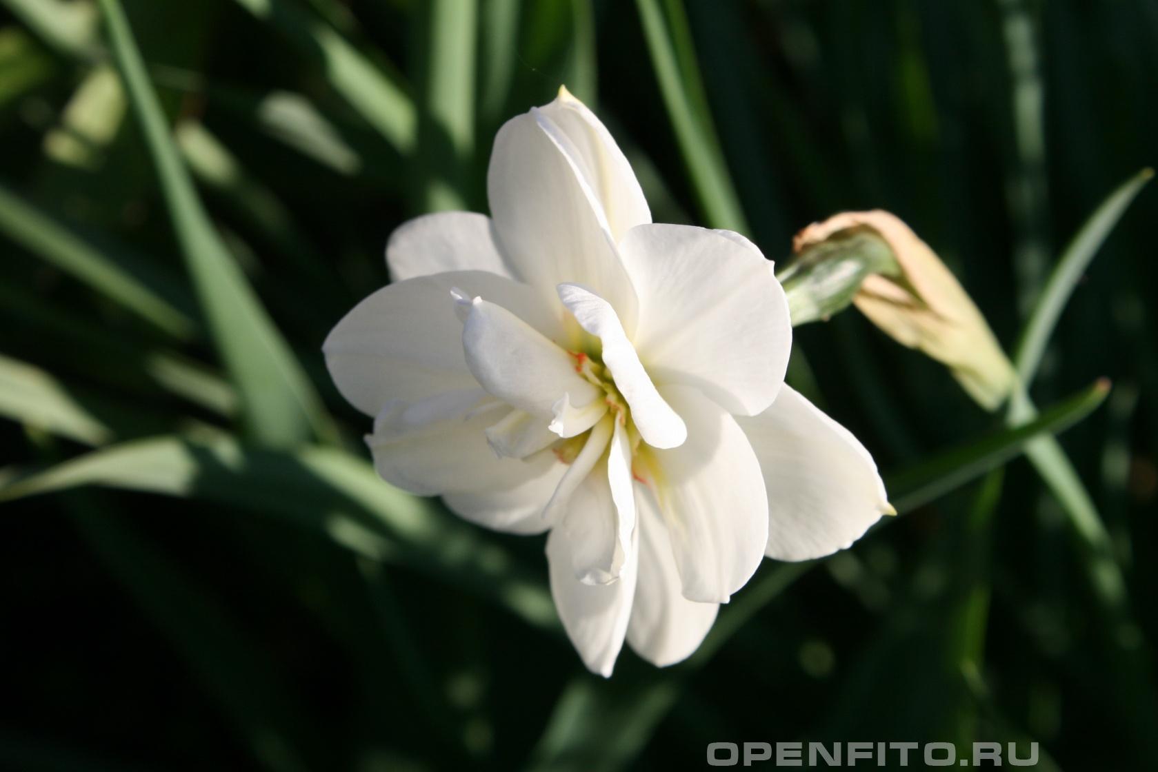 Нарцисс - фотография цветка