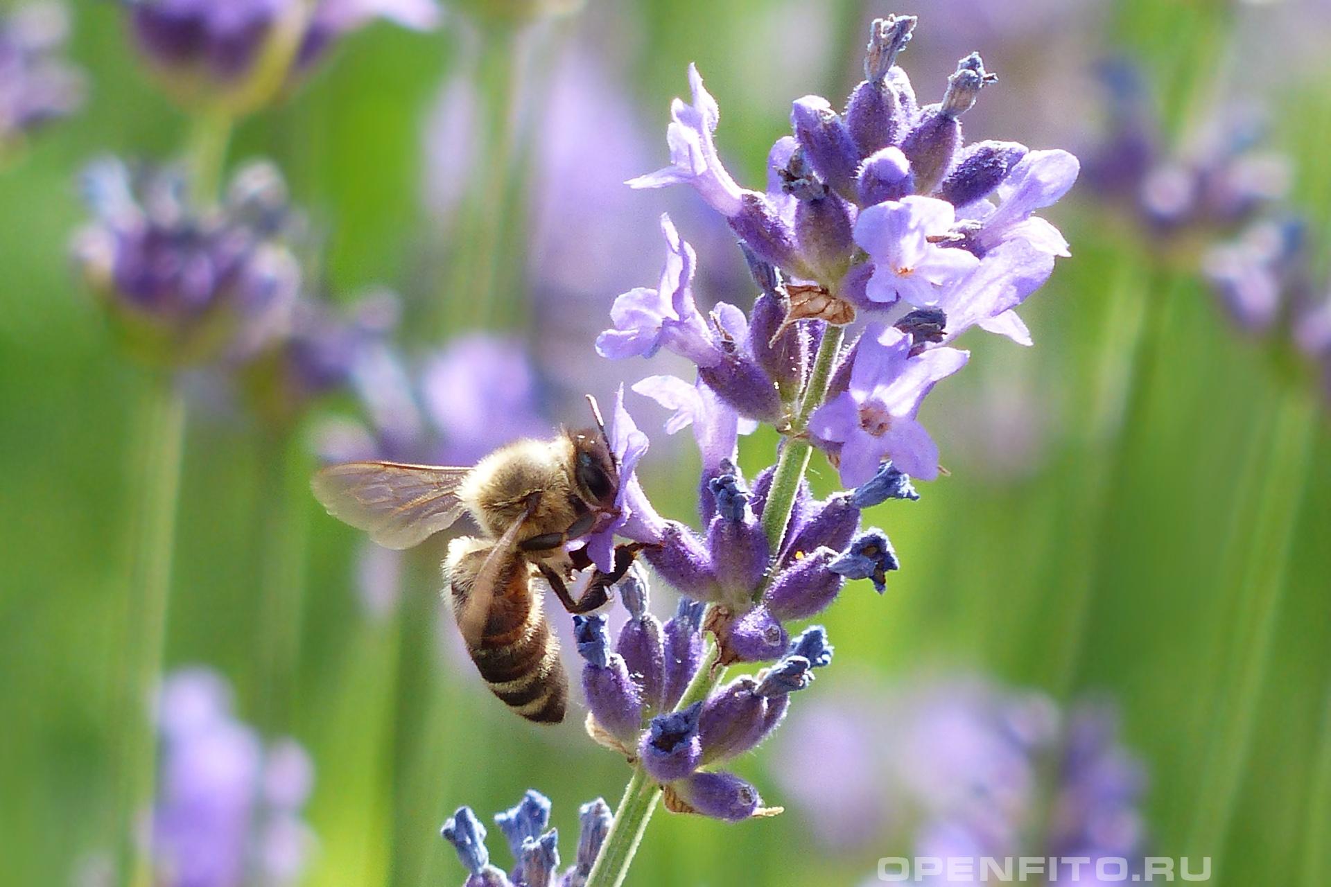 Пчела собирает нектар с цветков лаванды