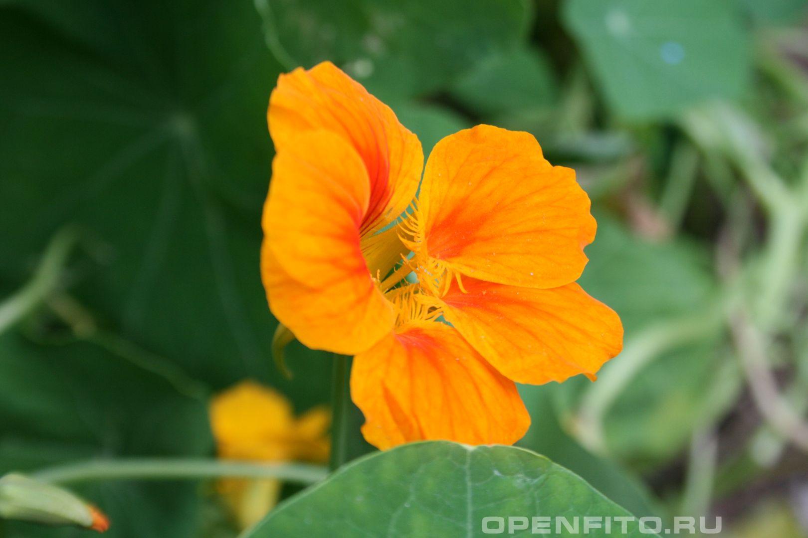 Настурция - фотография цветка