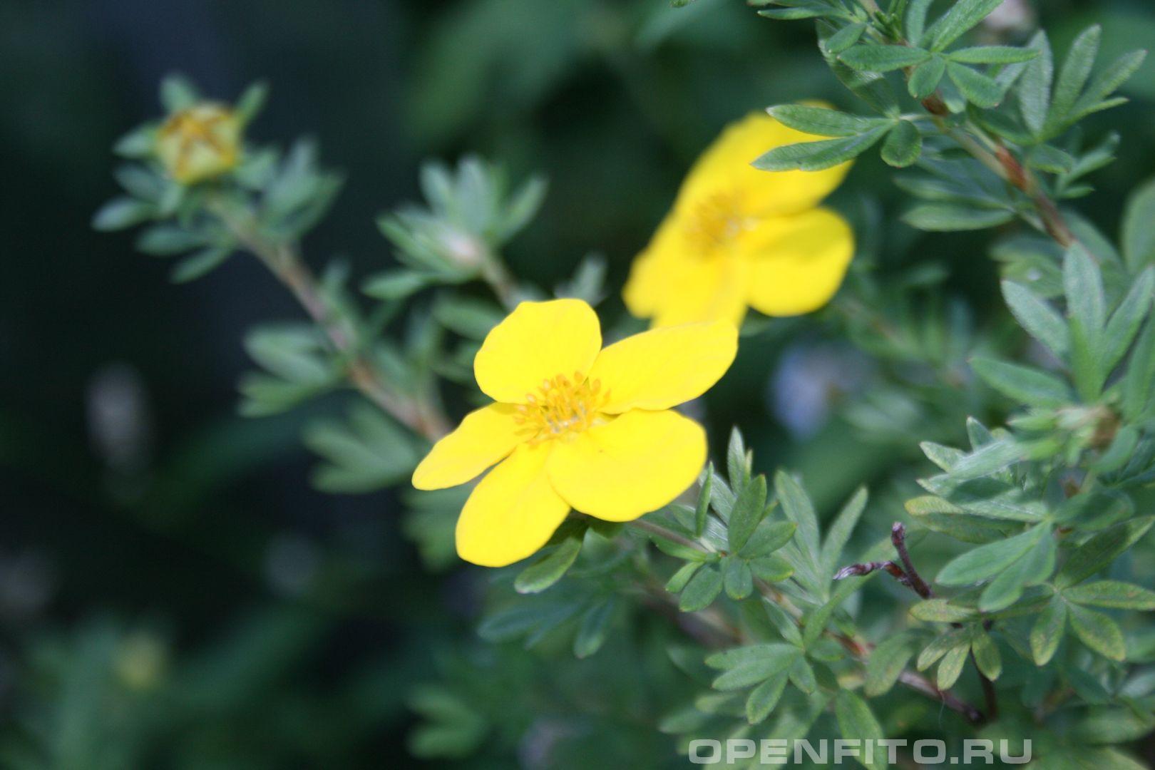 Лапчатка кустарниковая - фотография цветка