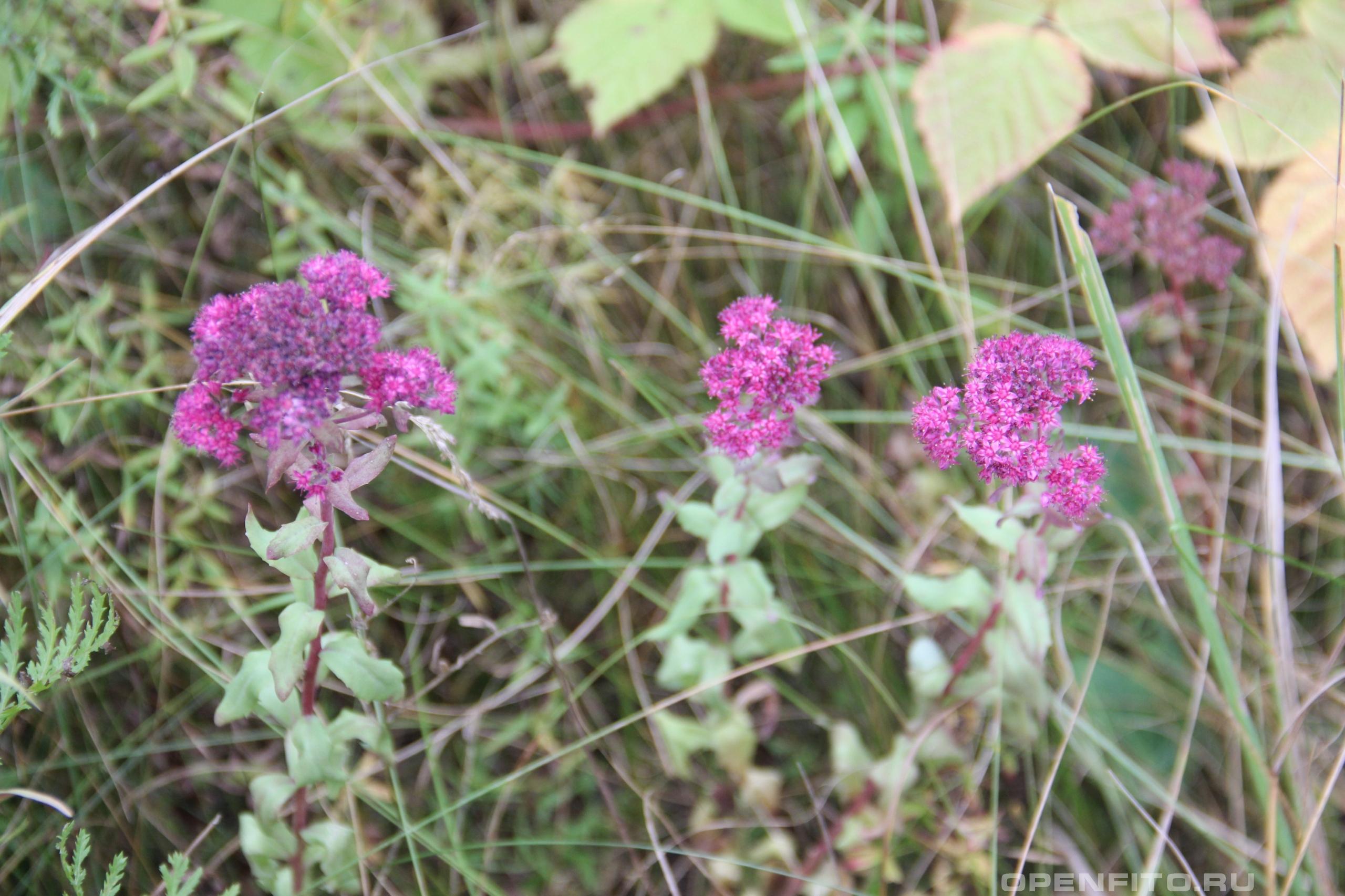 Очиток пурпурный - фотография цветка