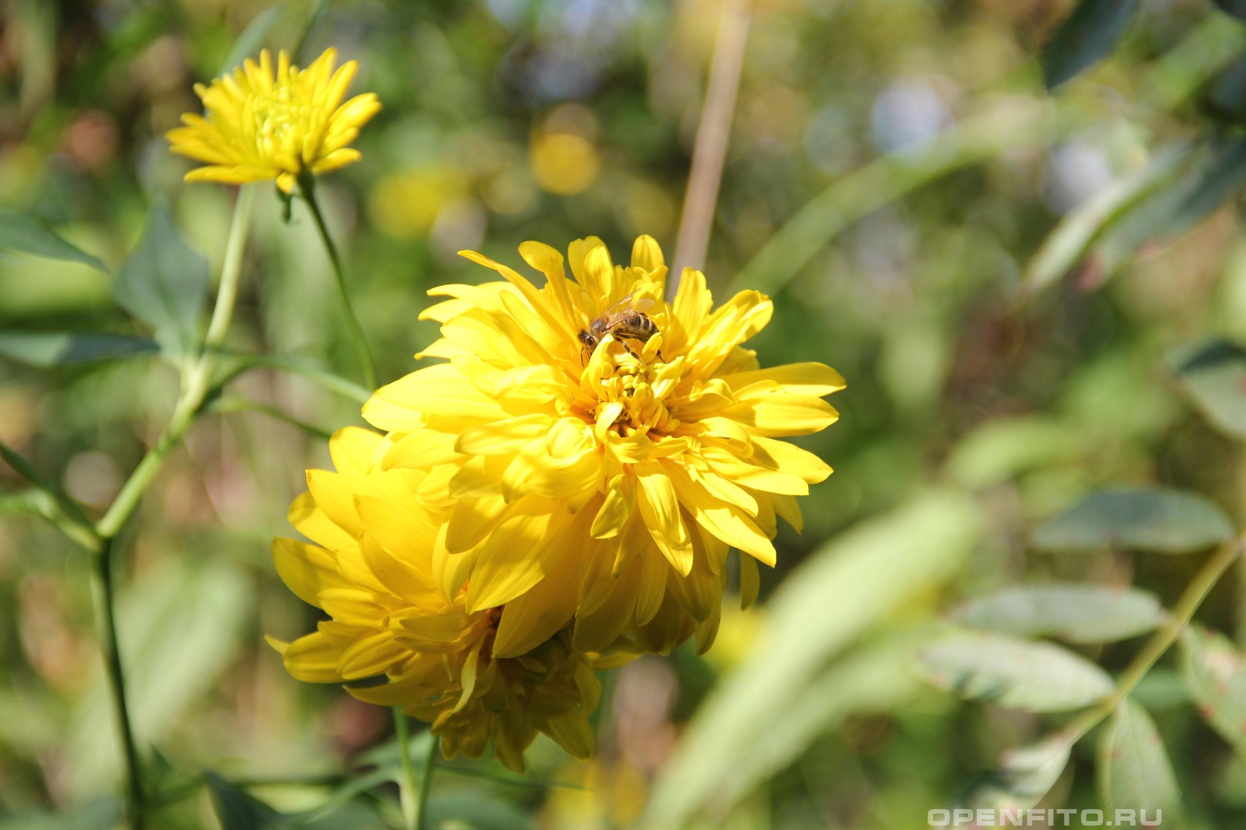 Рудбекия рассеченная  - фотография цветка