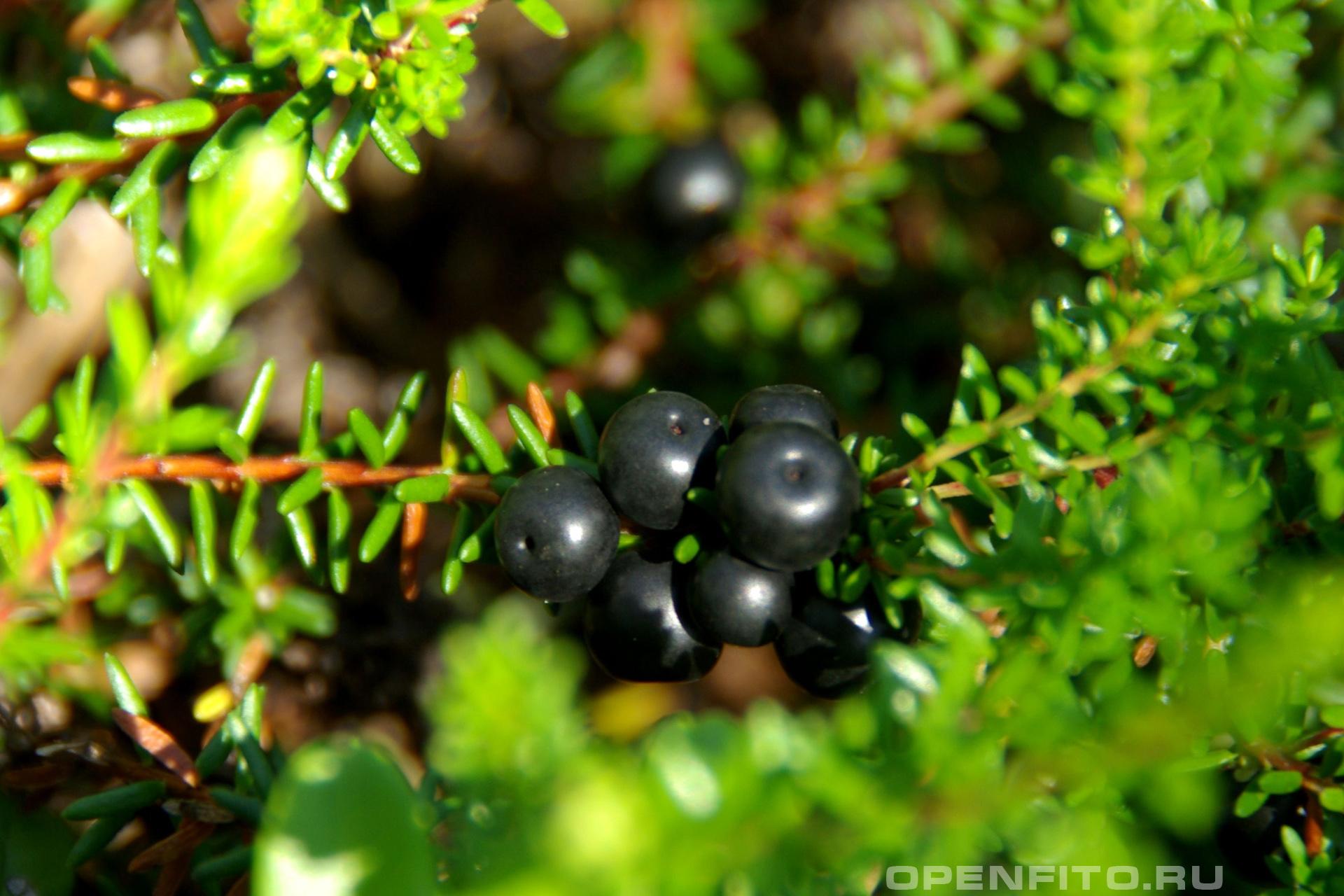 Водяника черная - фотография плодов
