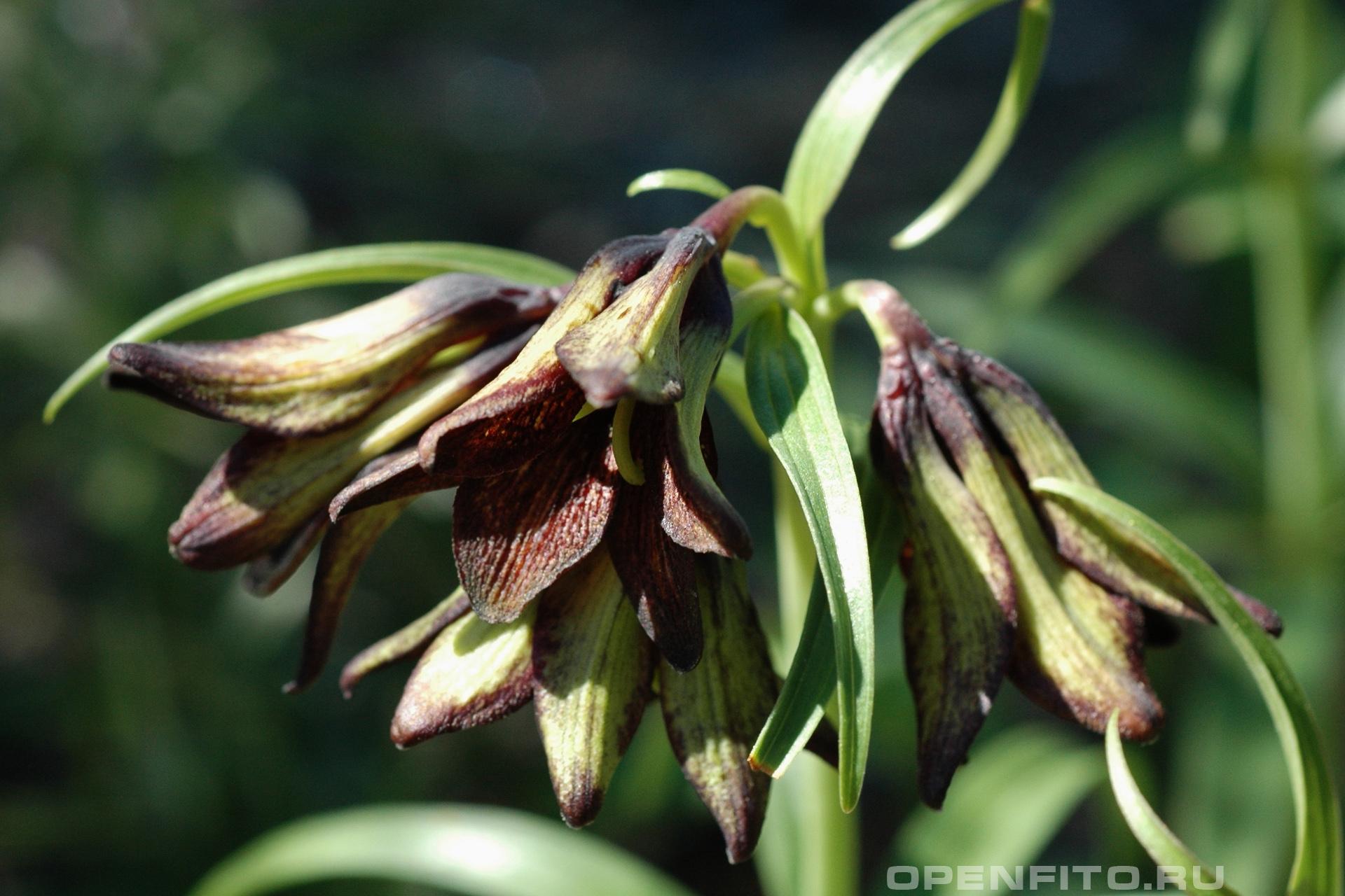 Рябчик камчатский - фотография цветка