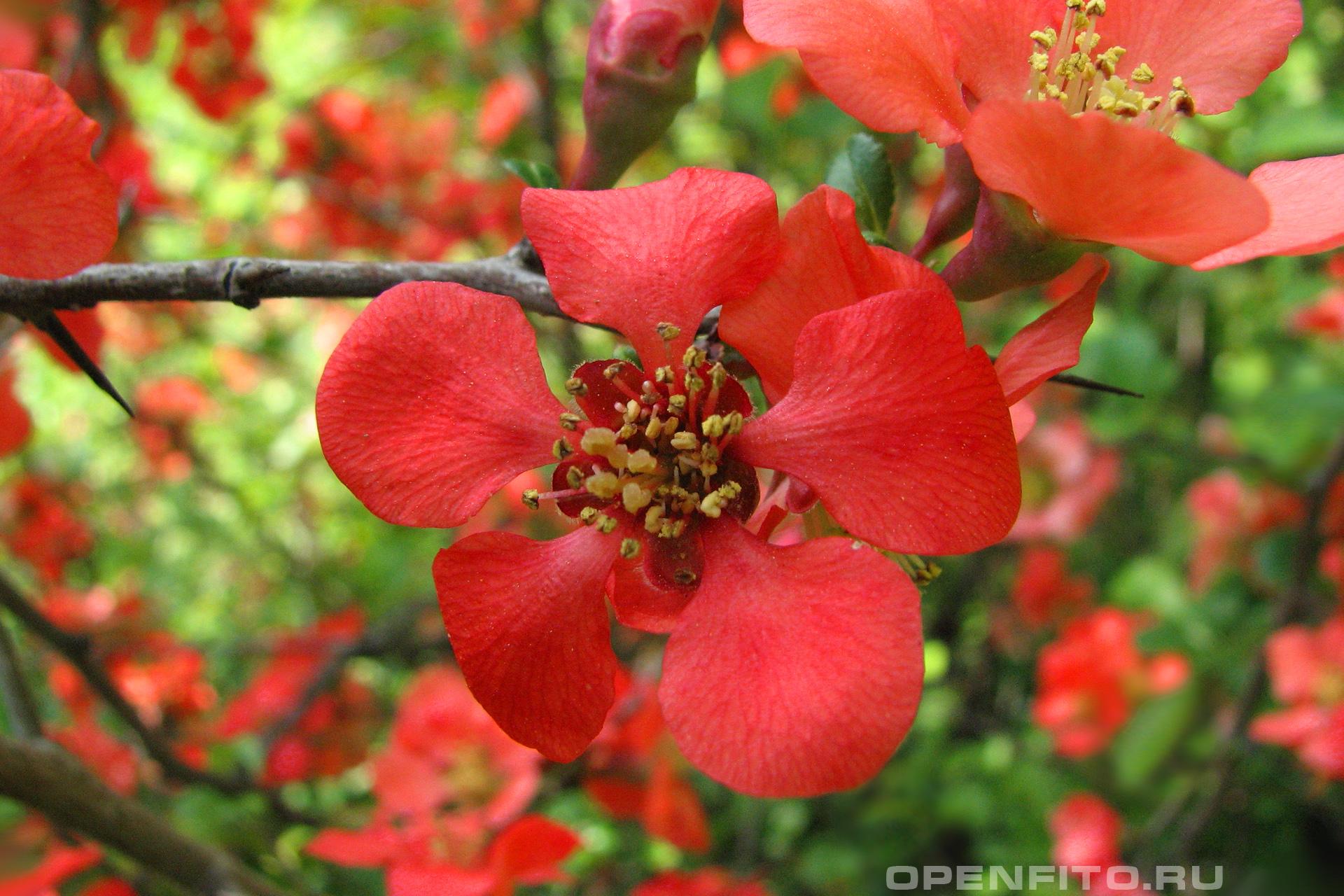 Айва японская мелкий кустарник с яркими цветками и кислыми плодами