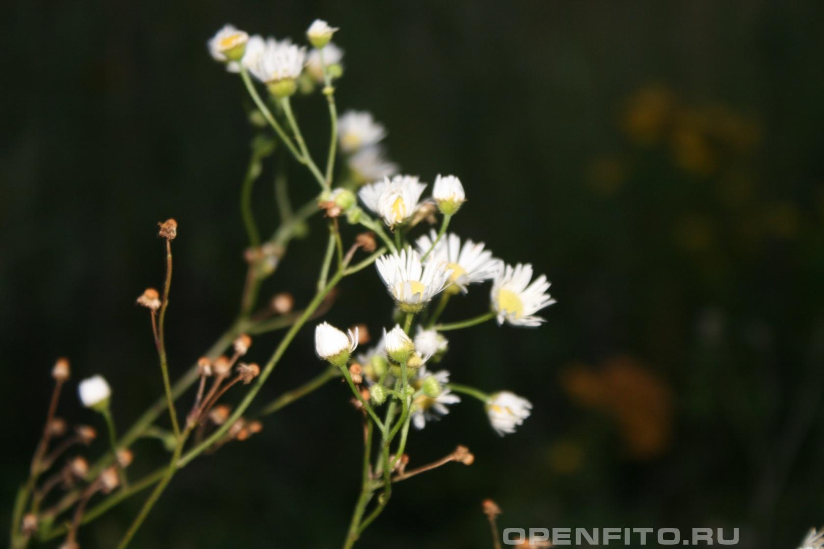Мелколепестник обыкновенный - фотография цветка