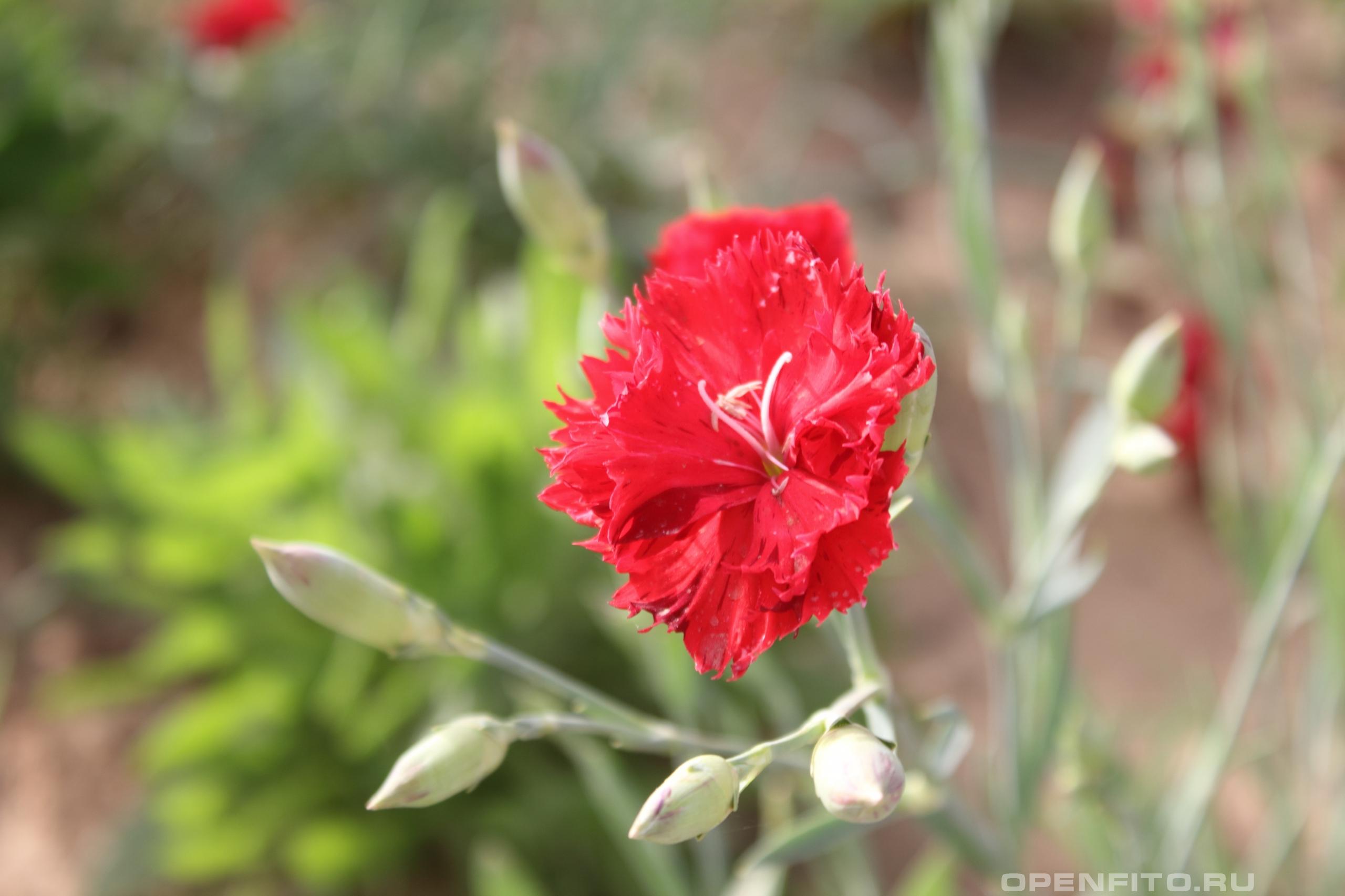 Гвоздика - фотография цветка
