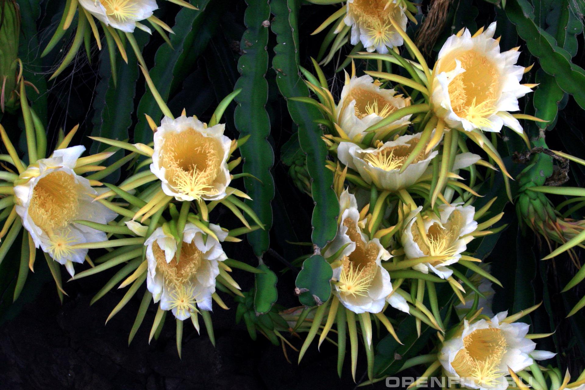 Гилоцереус волнистый - фотография цветка