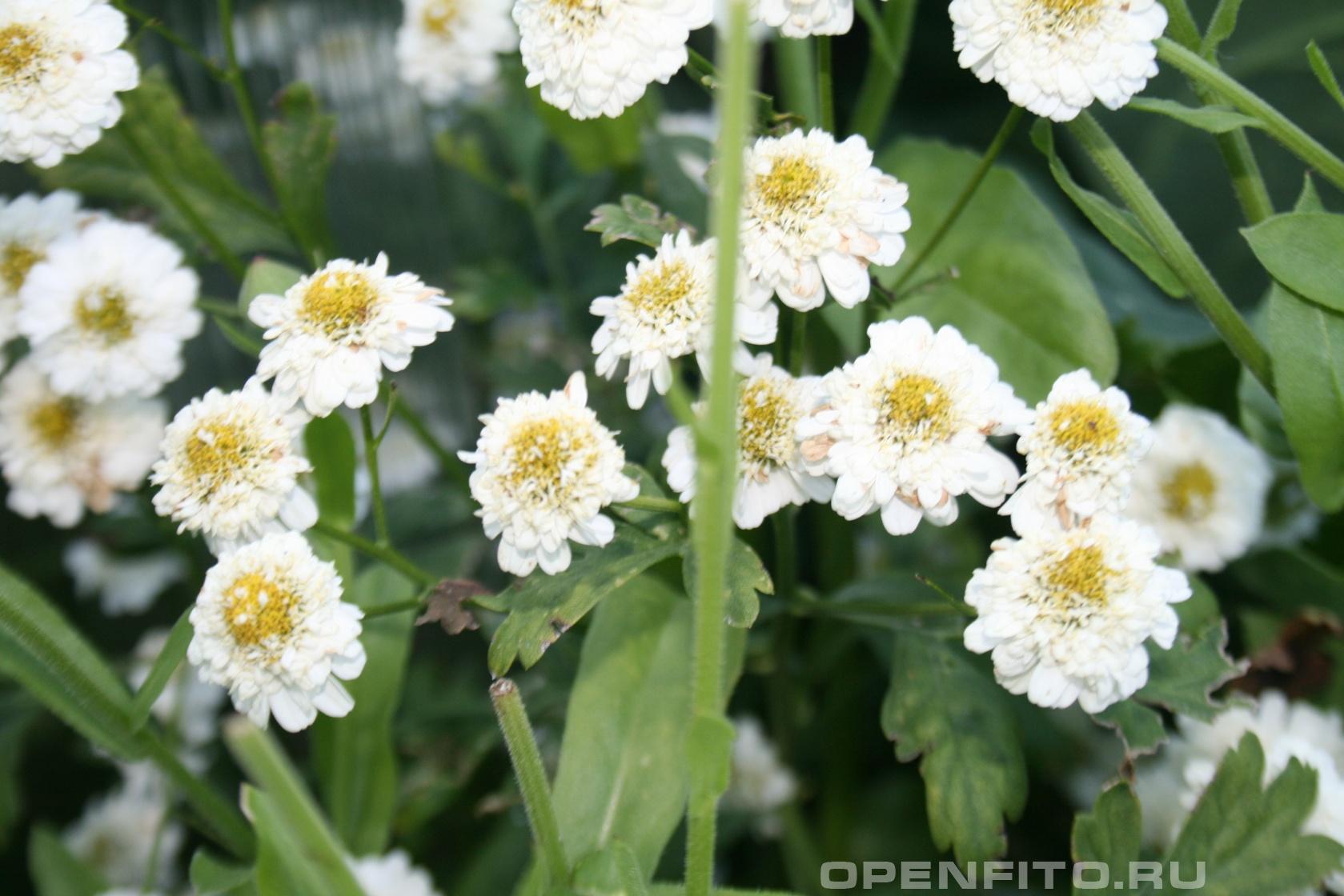Пиретрум девичий - фотография цветка