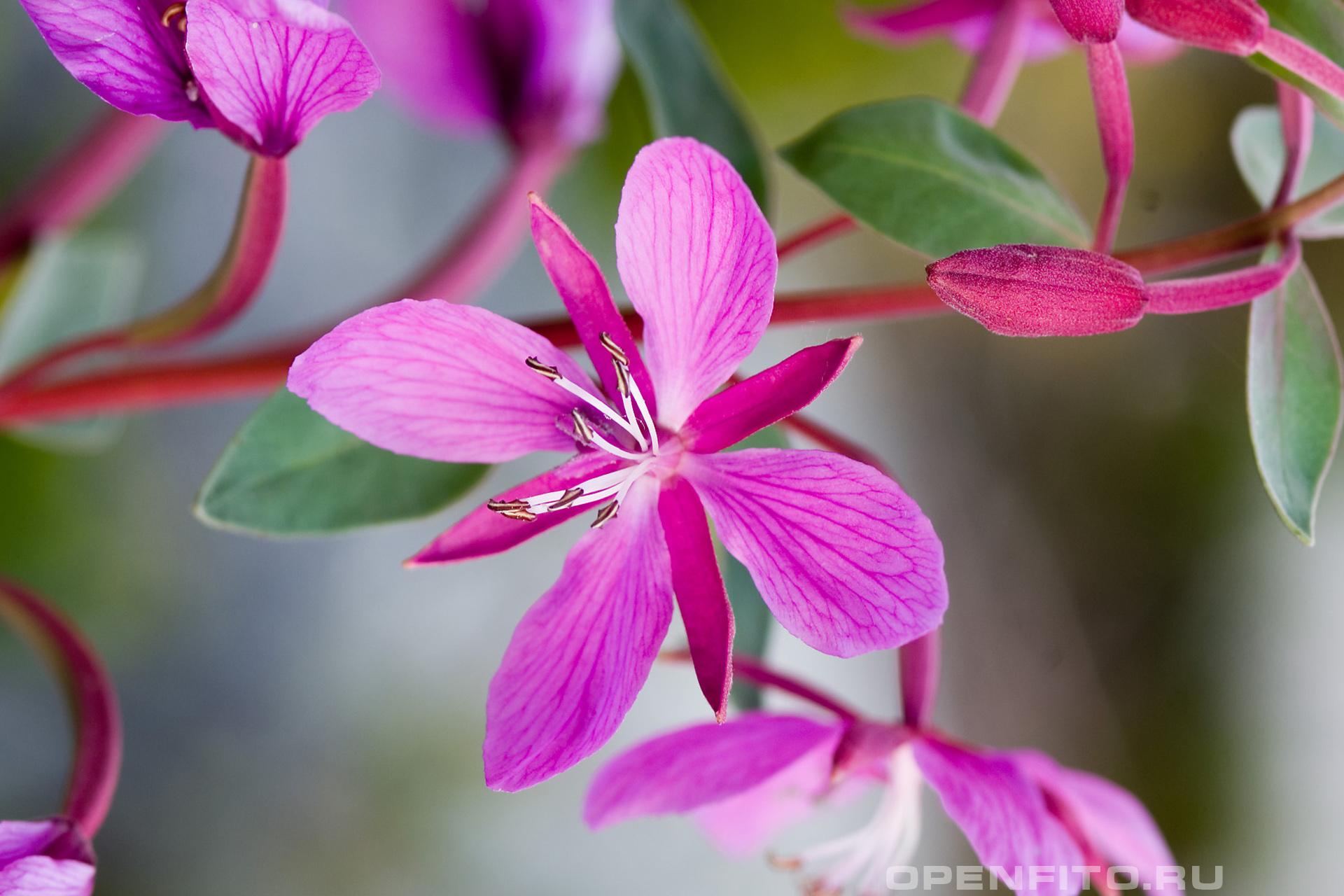 Кипрей - фотография цветка