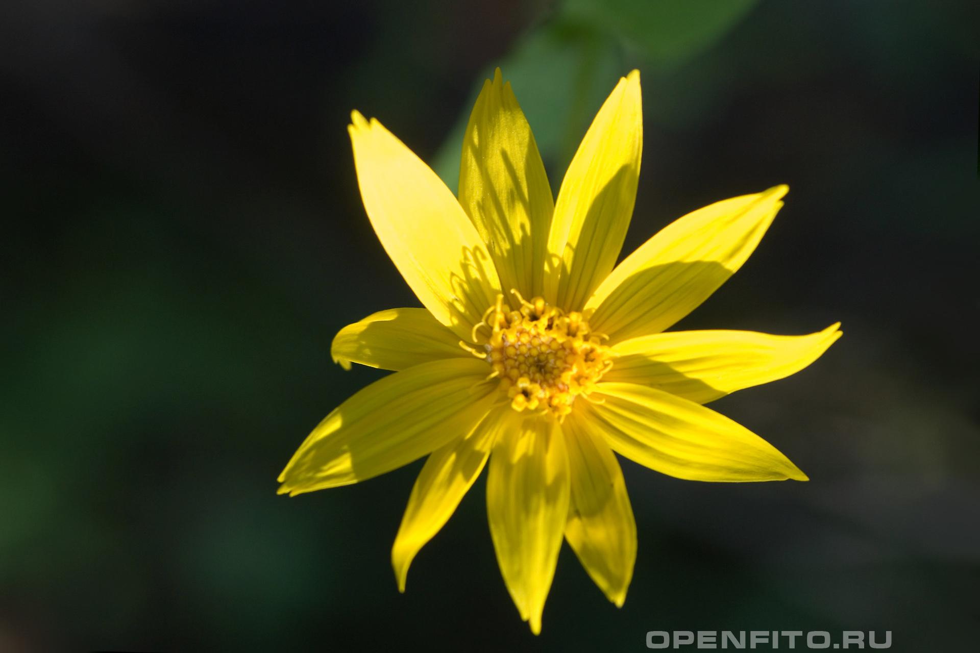 Арника - фотография цветка