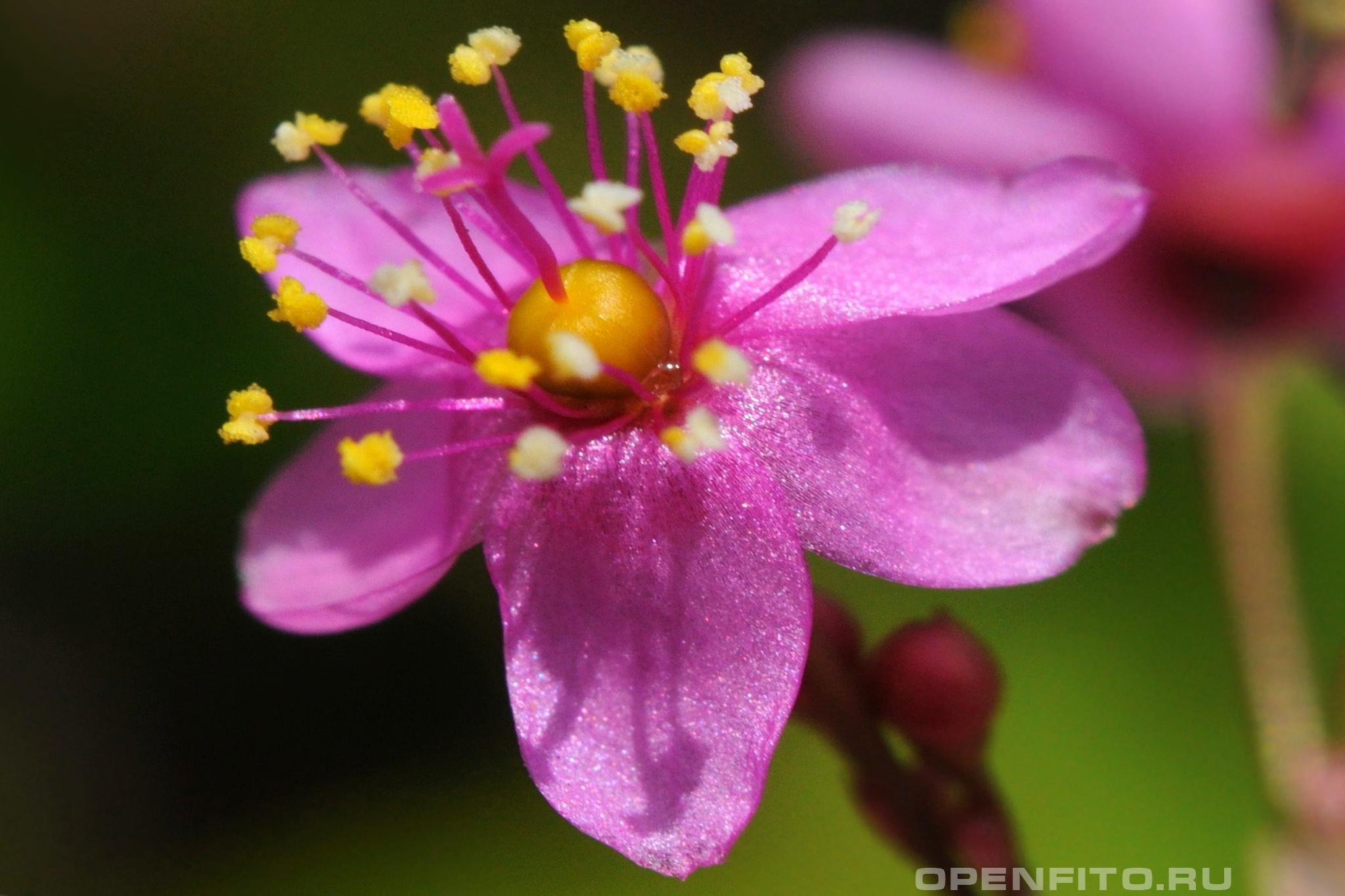 Талинум метельчатый - фотография цветка