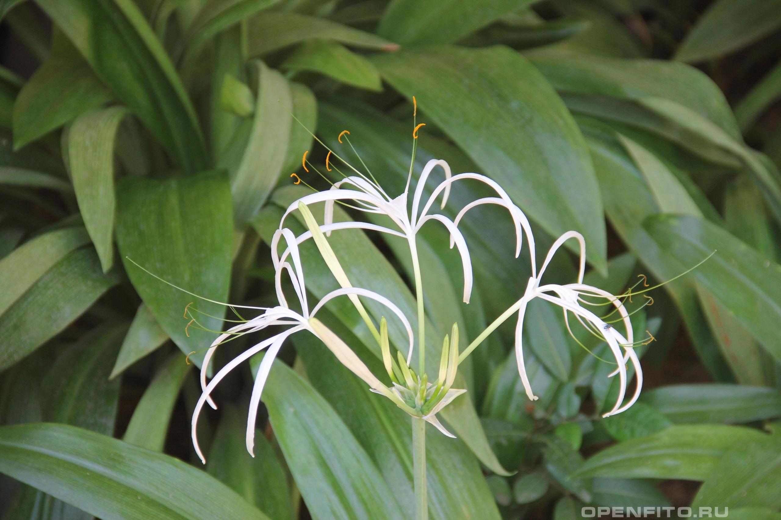 Гименокаллис прибрежный - фотография цветка
