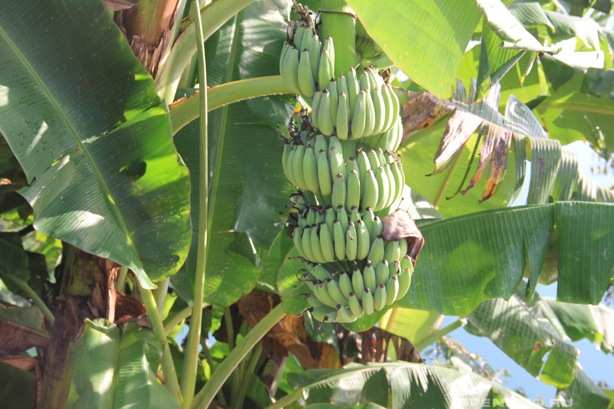 Банан японский - фотография плодов