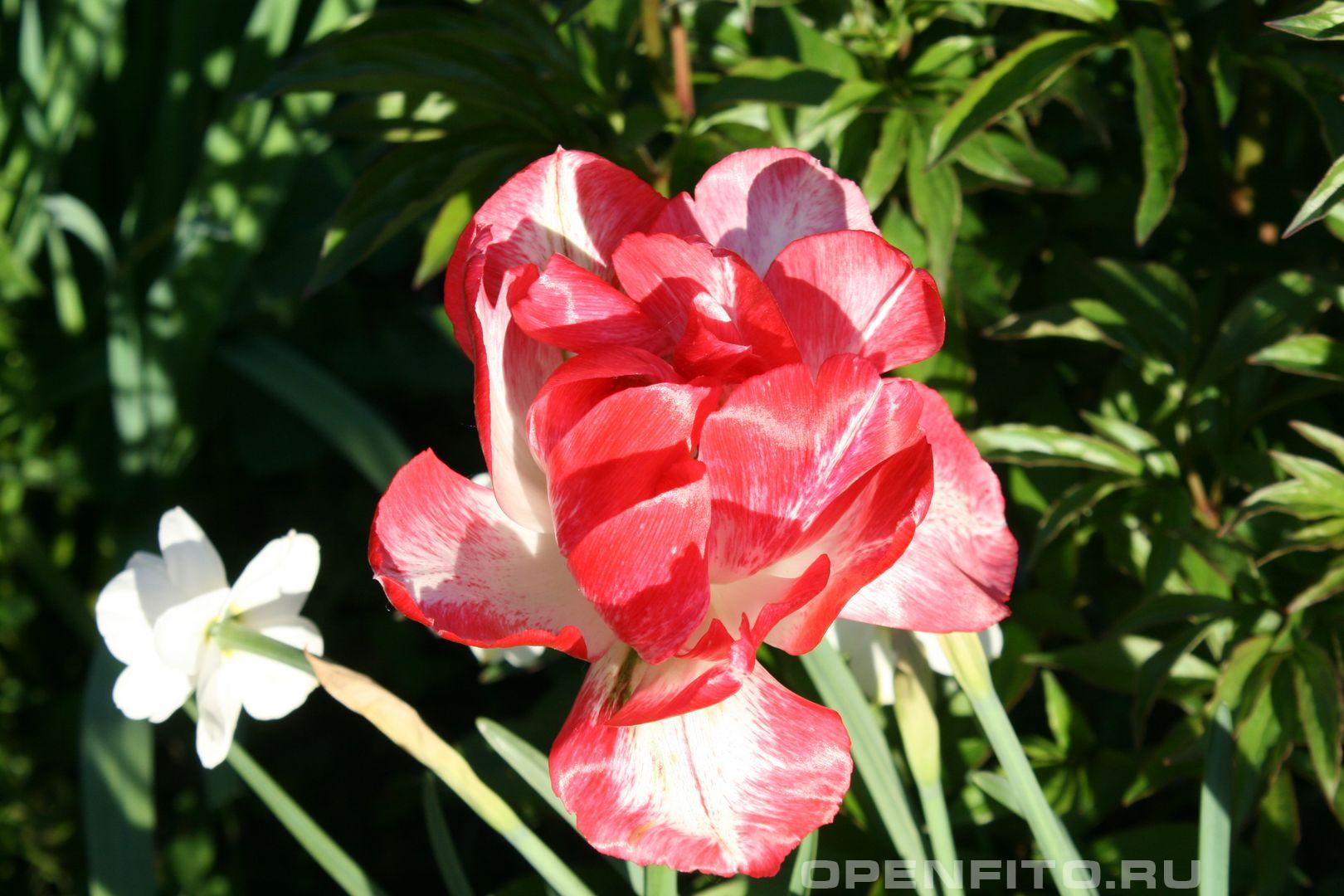 Тюльпан - фотография цветка