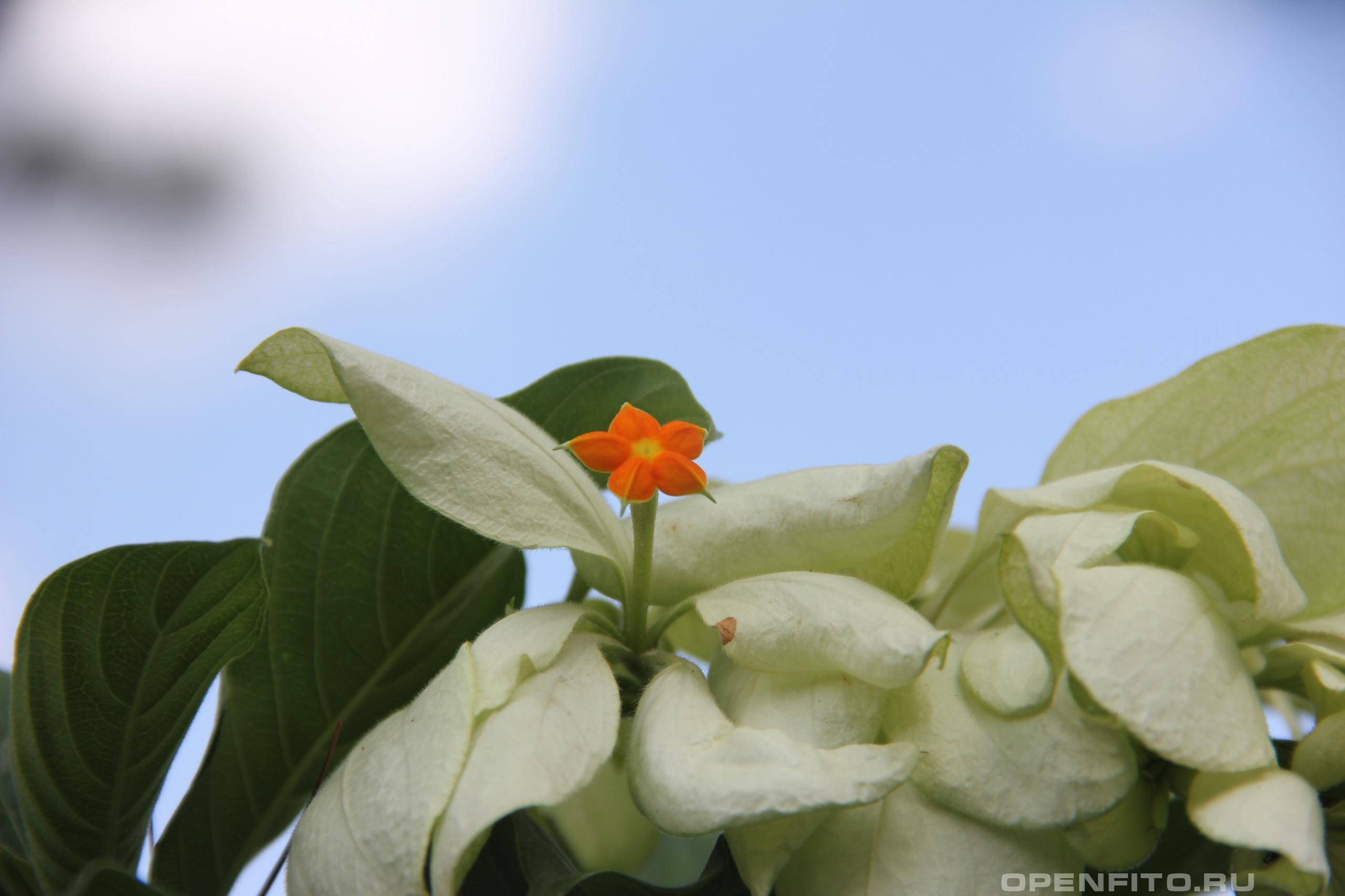 Муссенда густооблиственная - фотография цветка