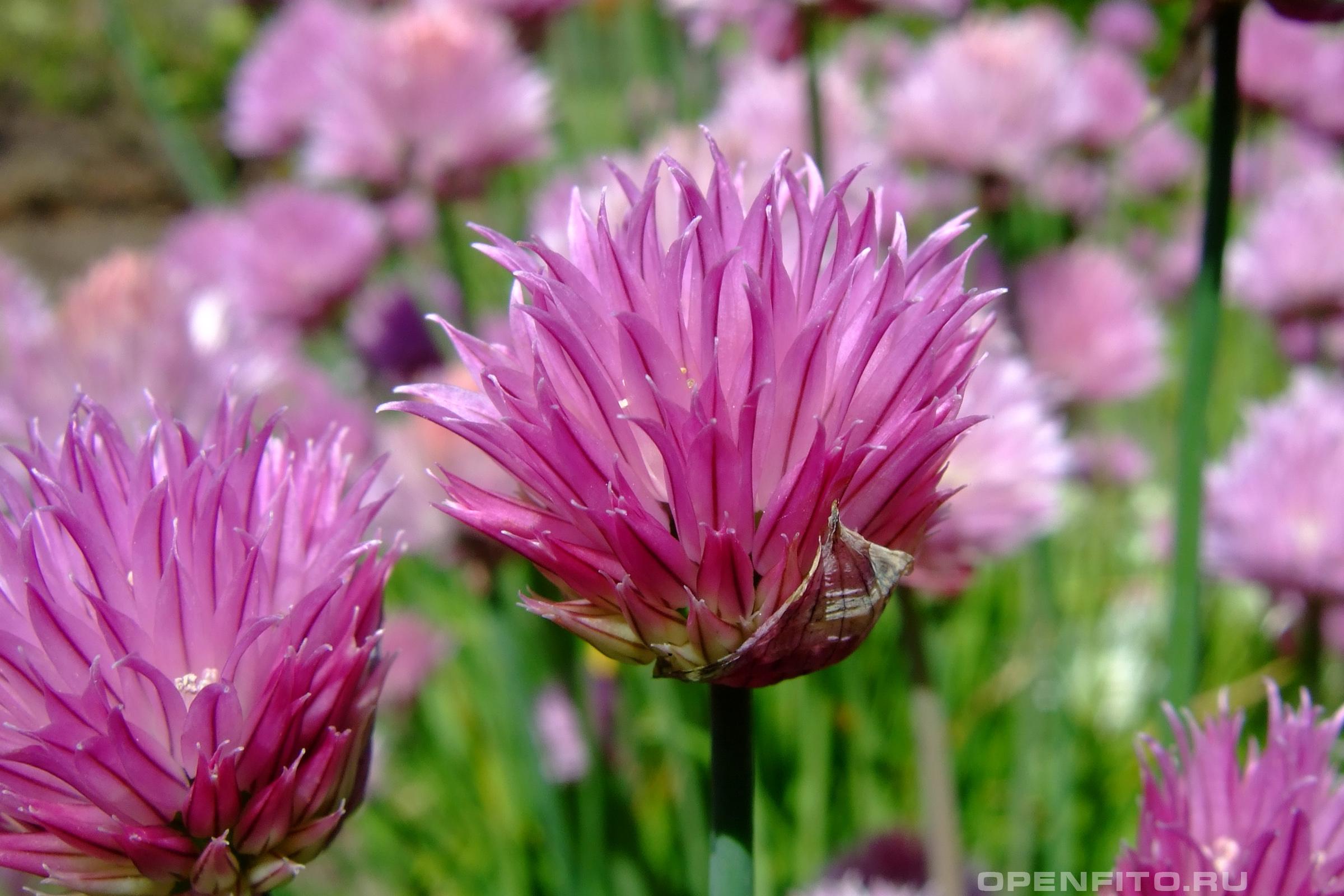 Лук резанец - фотография цветка