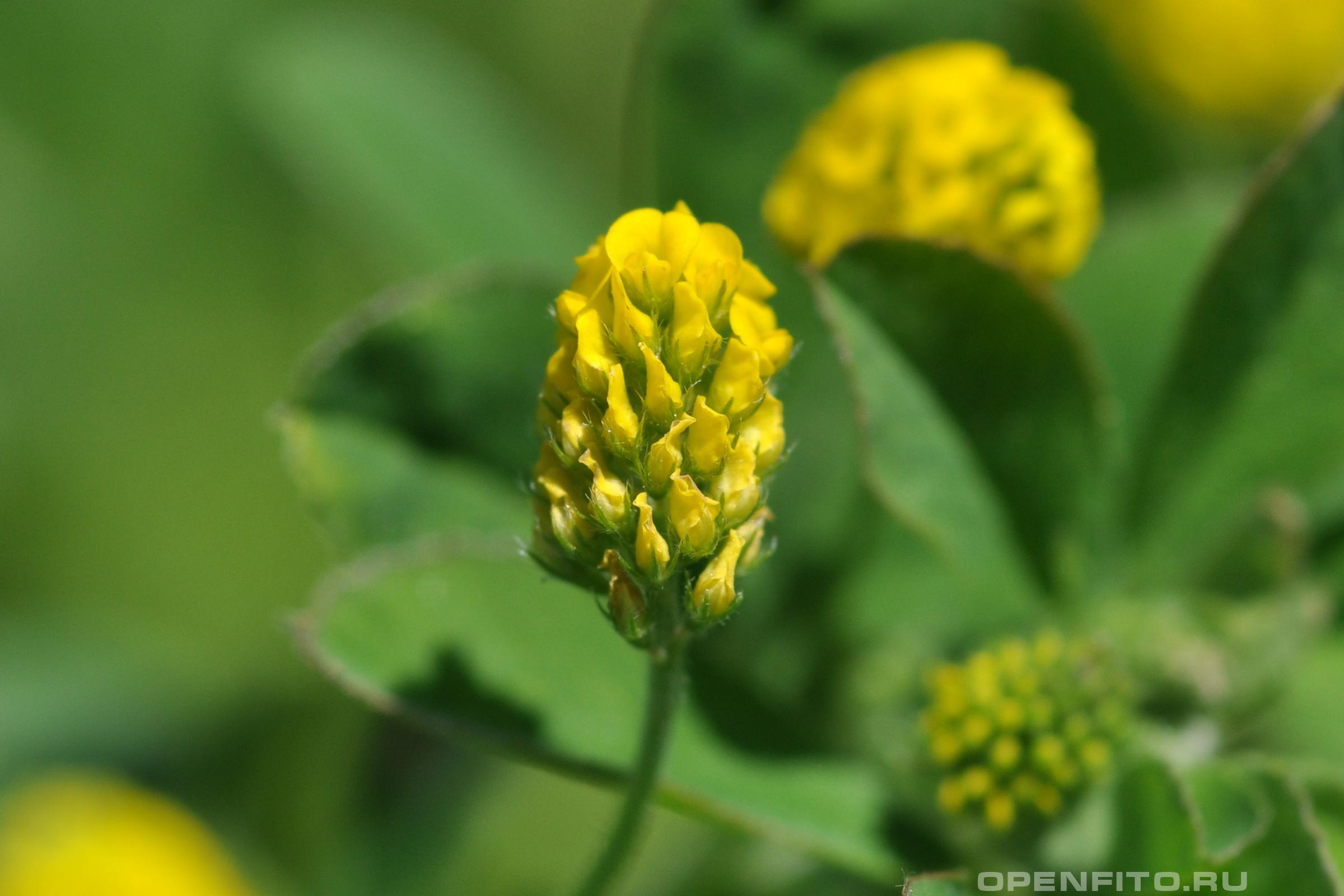 Люцерна хмелевидная - фотография цветка