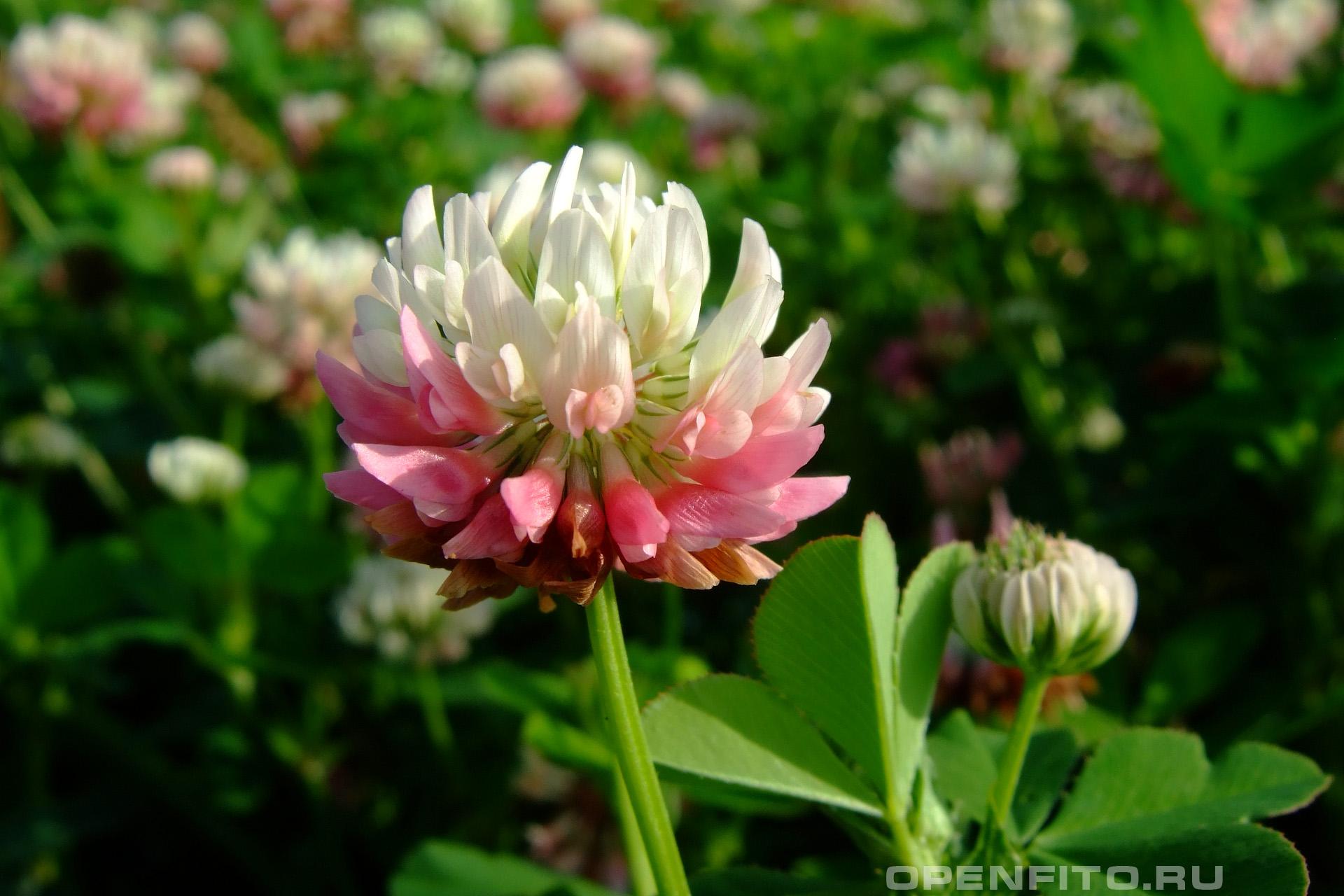 Клевер гибридный - фотография цветка