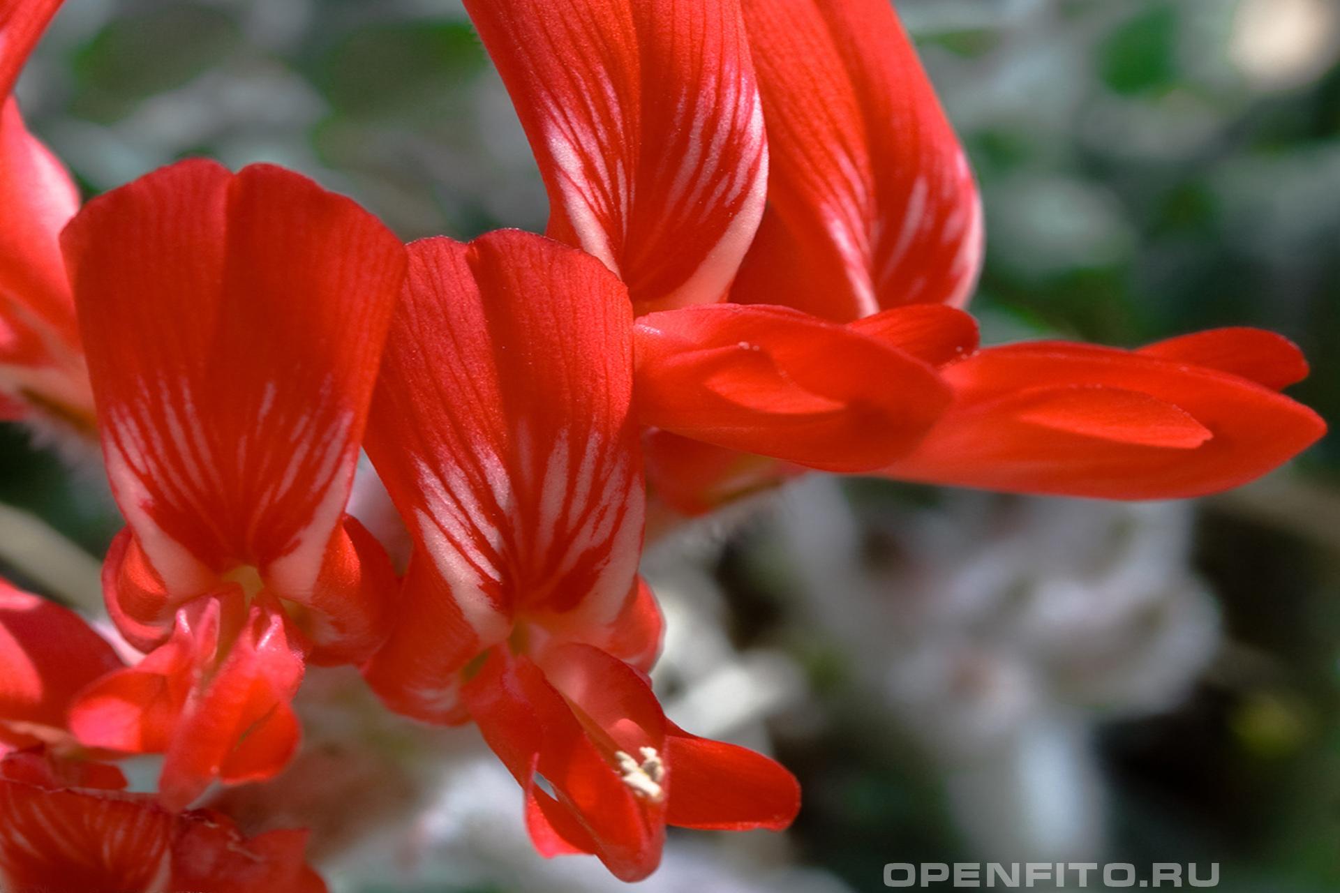 Астрагал шарлаховый - фотография цветка