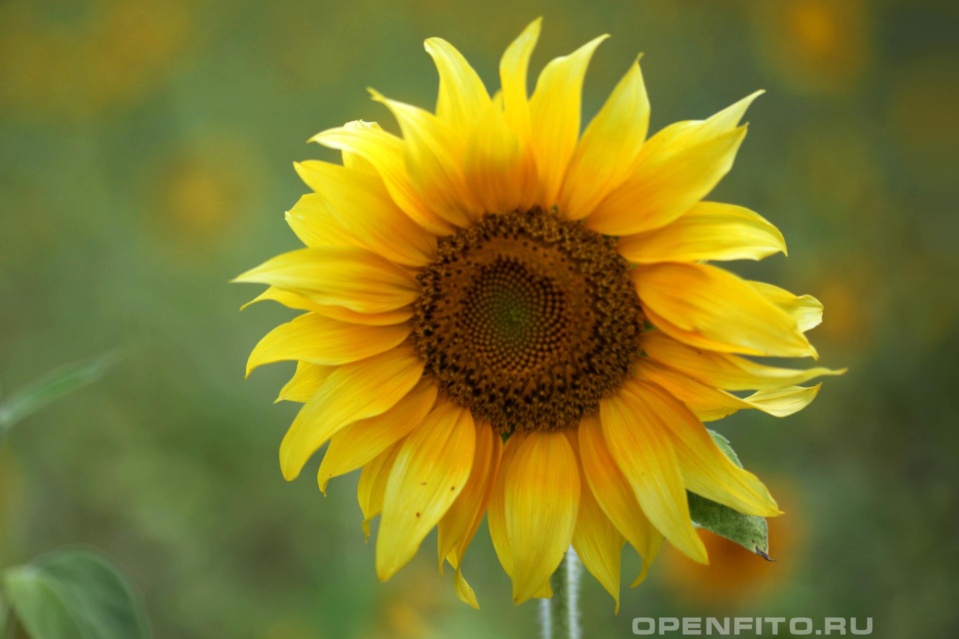 Подсолнечник обыкновенный - фотография цветка