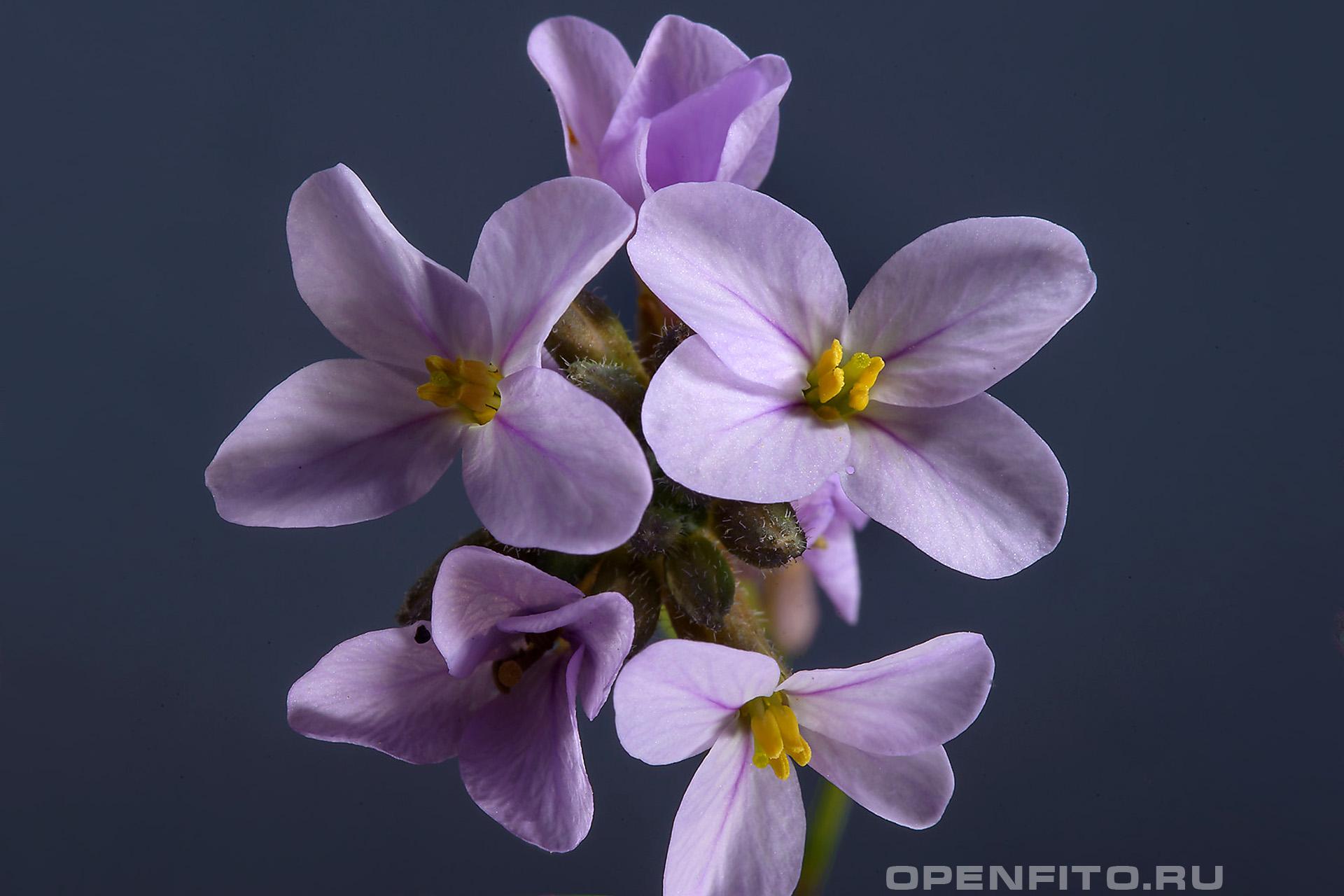 Эрукария - фотография цветка
