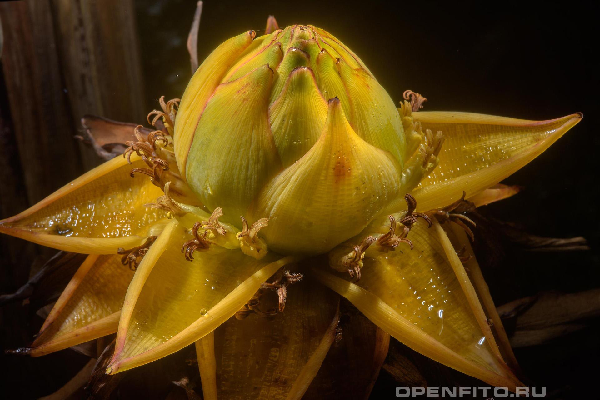 Энсета шершавоплодная - фотография цветка