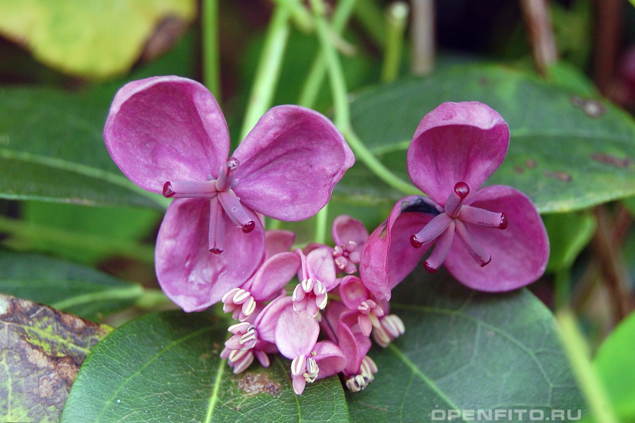 Акебия пятерная - фотография цветка
