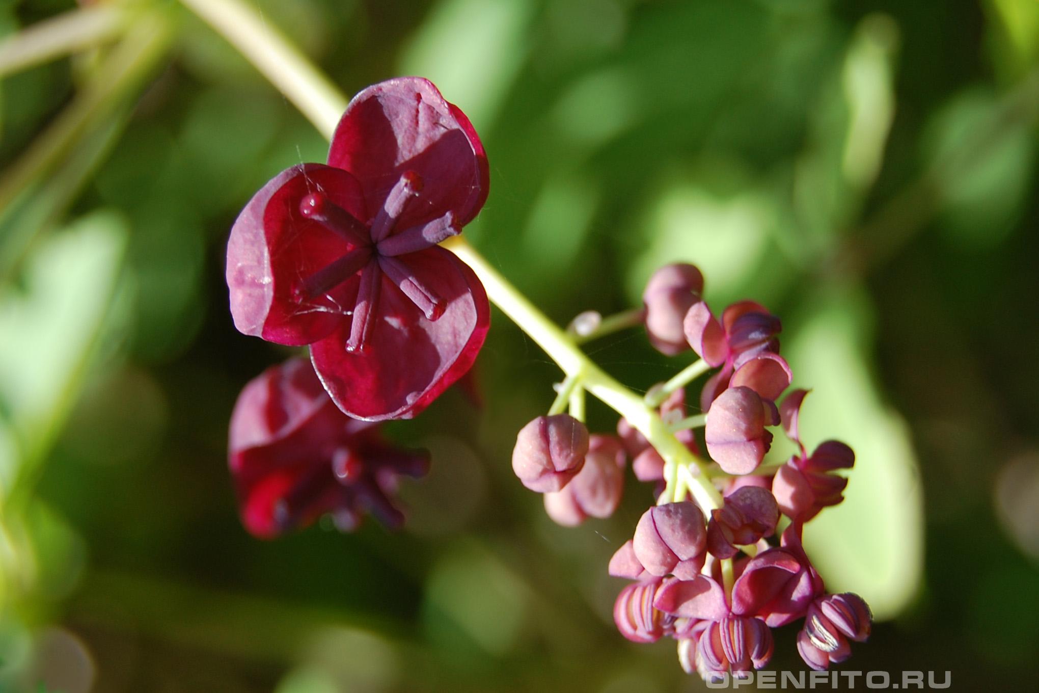 Акебия трёхлисточковая - фотография цветка