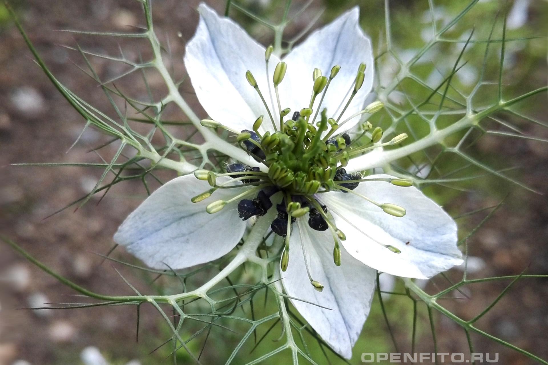 Чернушка посевная - фотография цветка