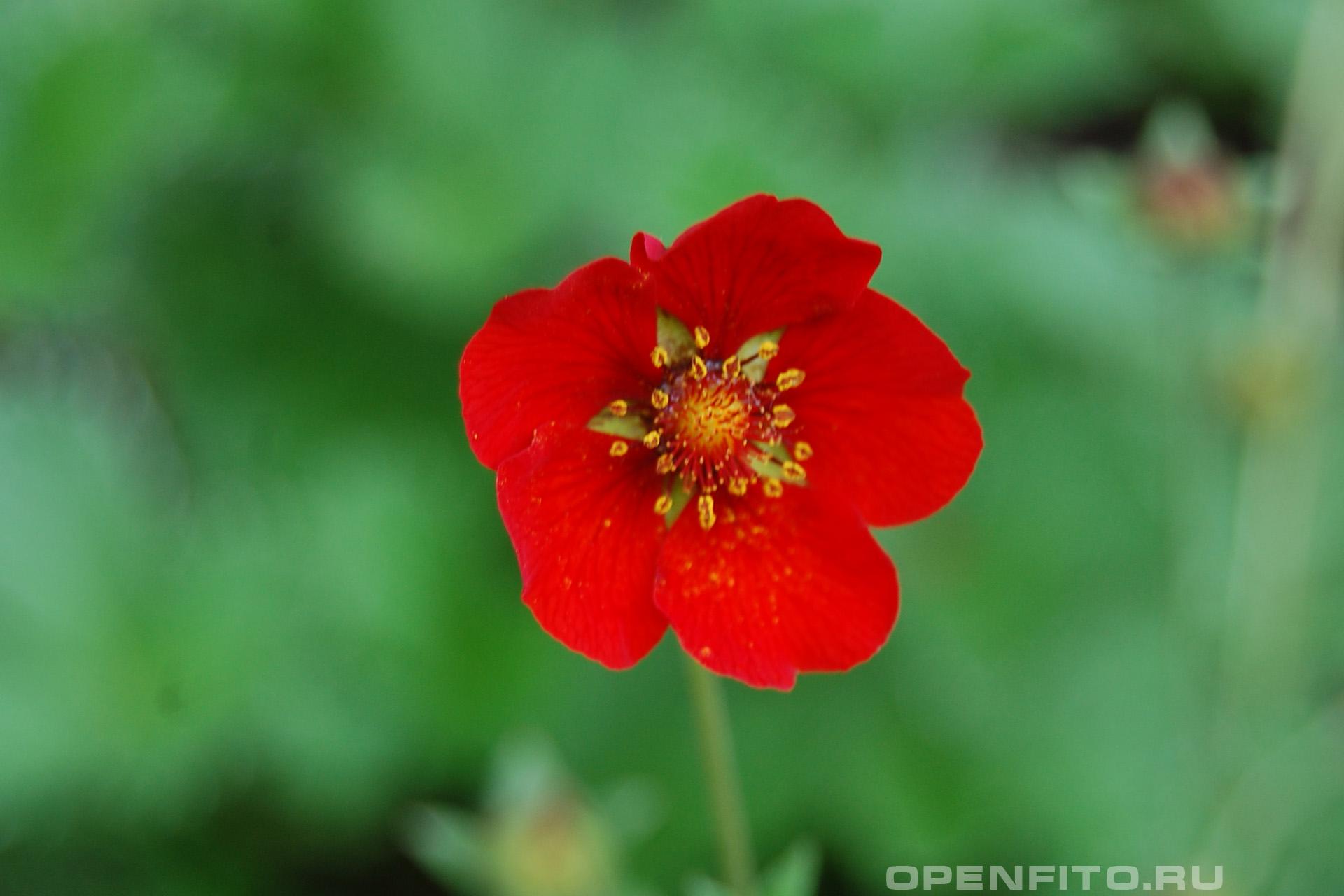 Лапчатка тёмно-красная - фотография цветка