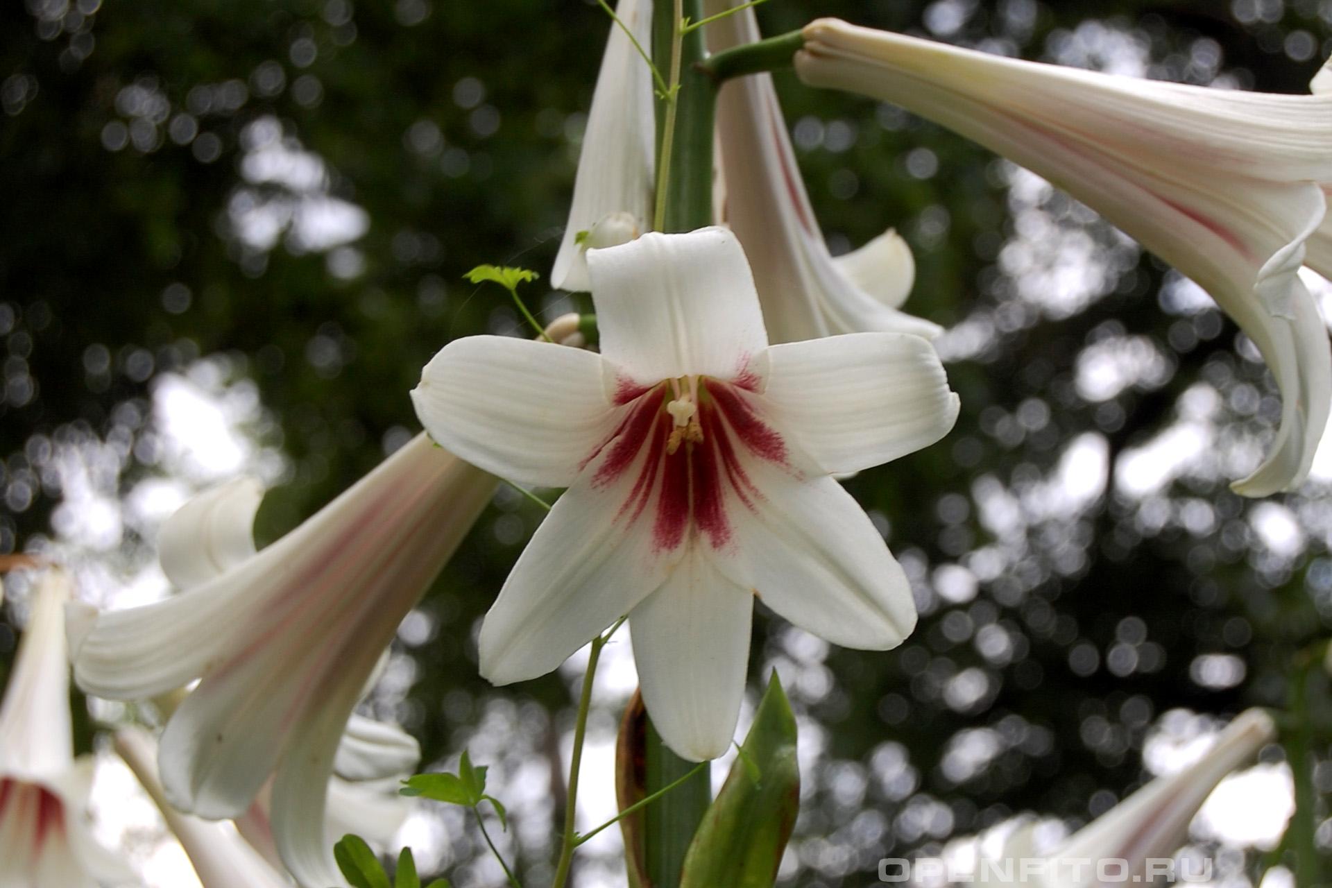 Лилия гиганская - фотография цветка