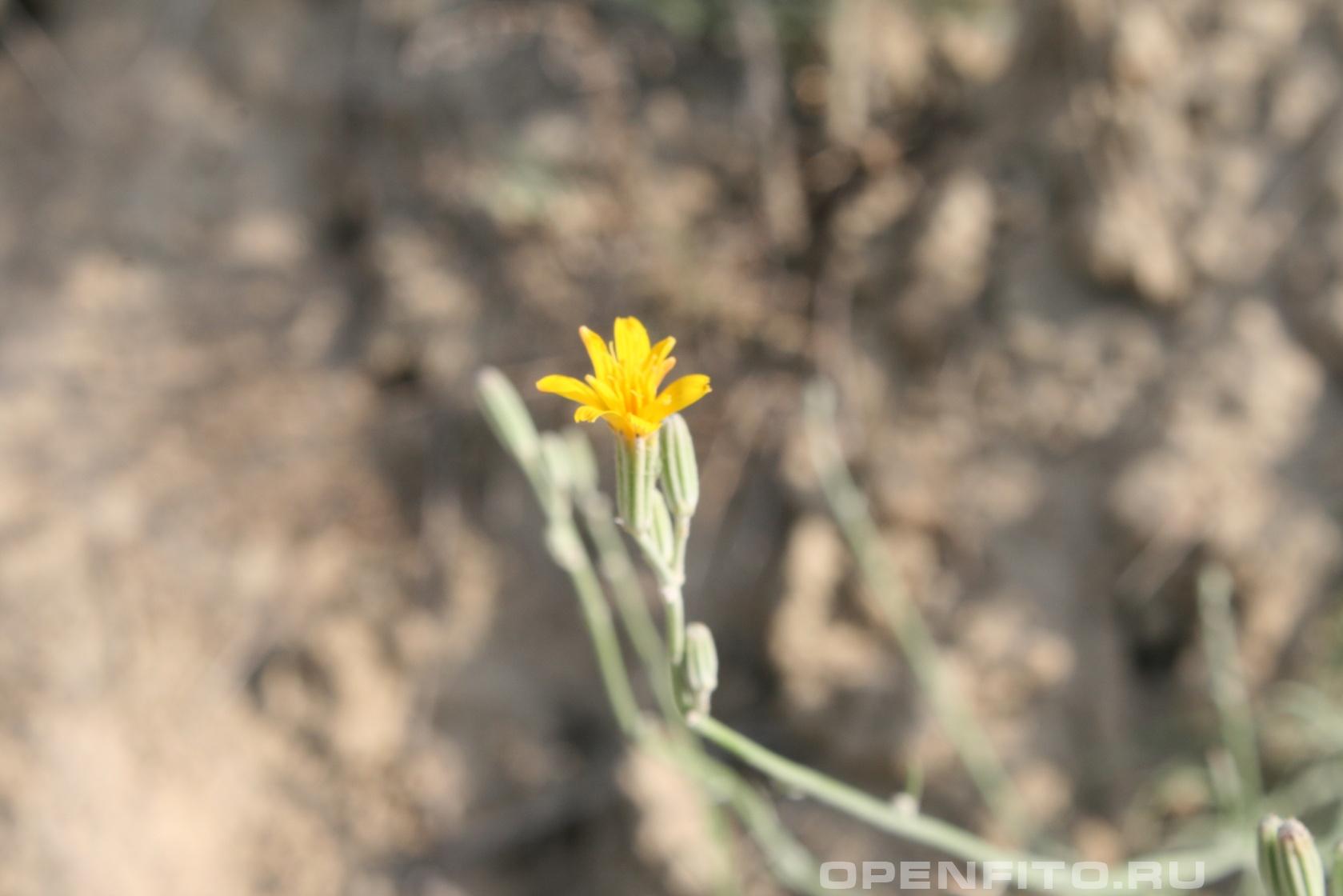 Ястребинка - фотография цветка
