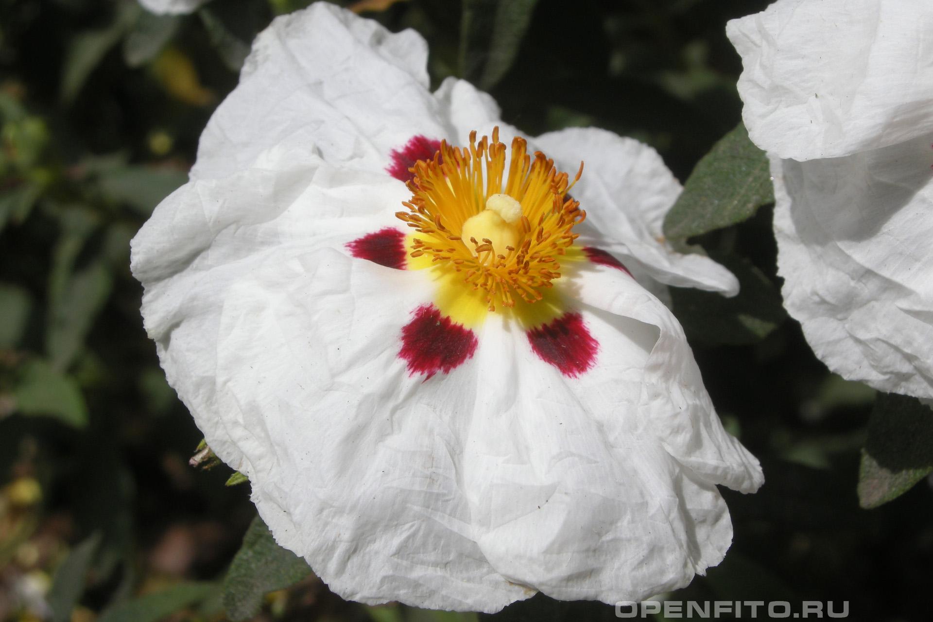 Ладанник ладанный - фотография цветка
