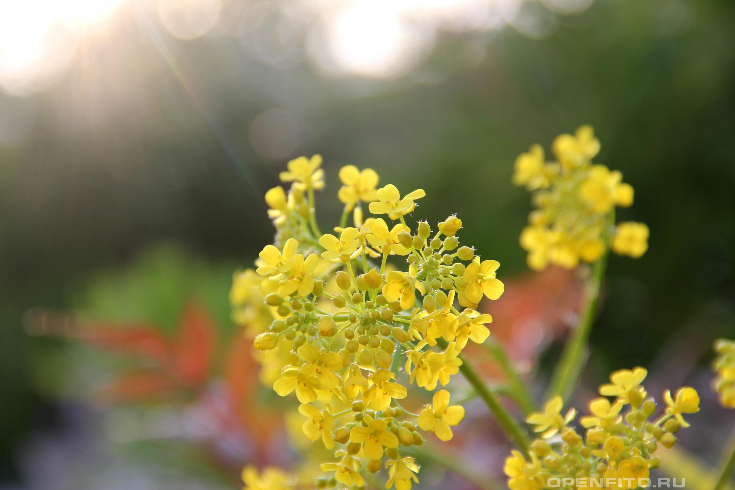 Свербига восточная - фотография цветка