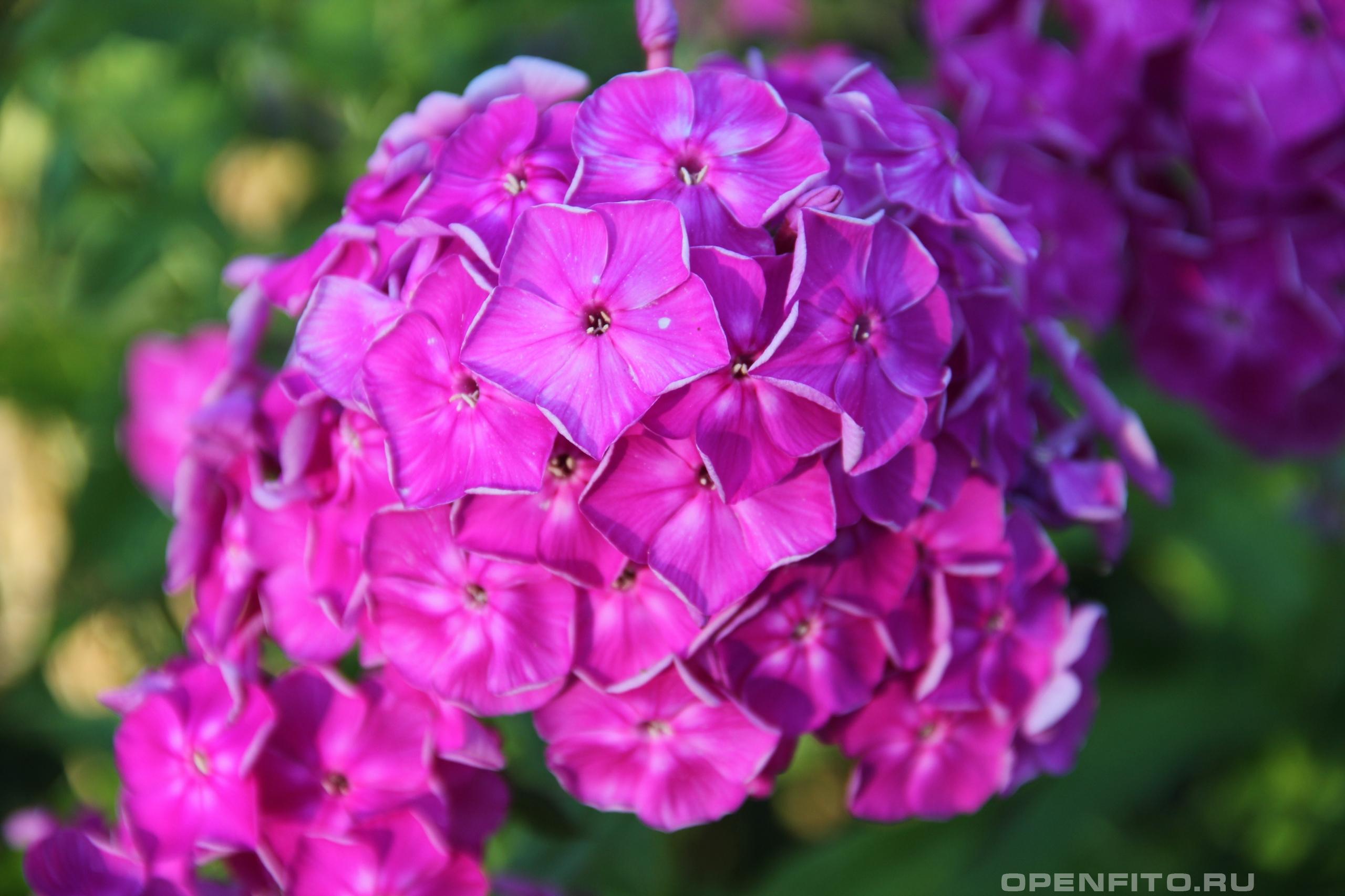 Флокс метельчатый - фотография цветка