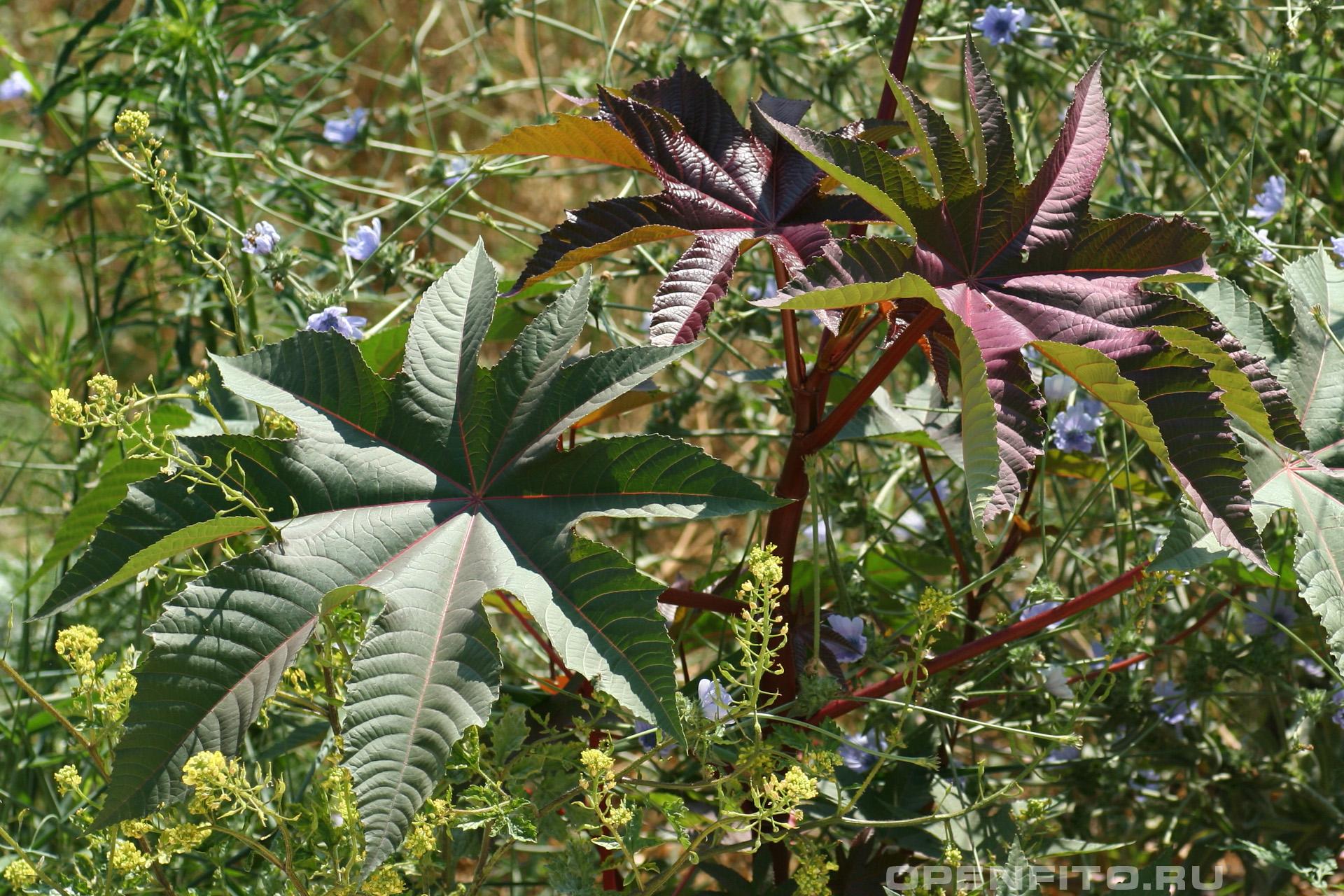 Клещевина обыкновенная листья растения, могут быть как зелеными так и красными