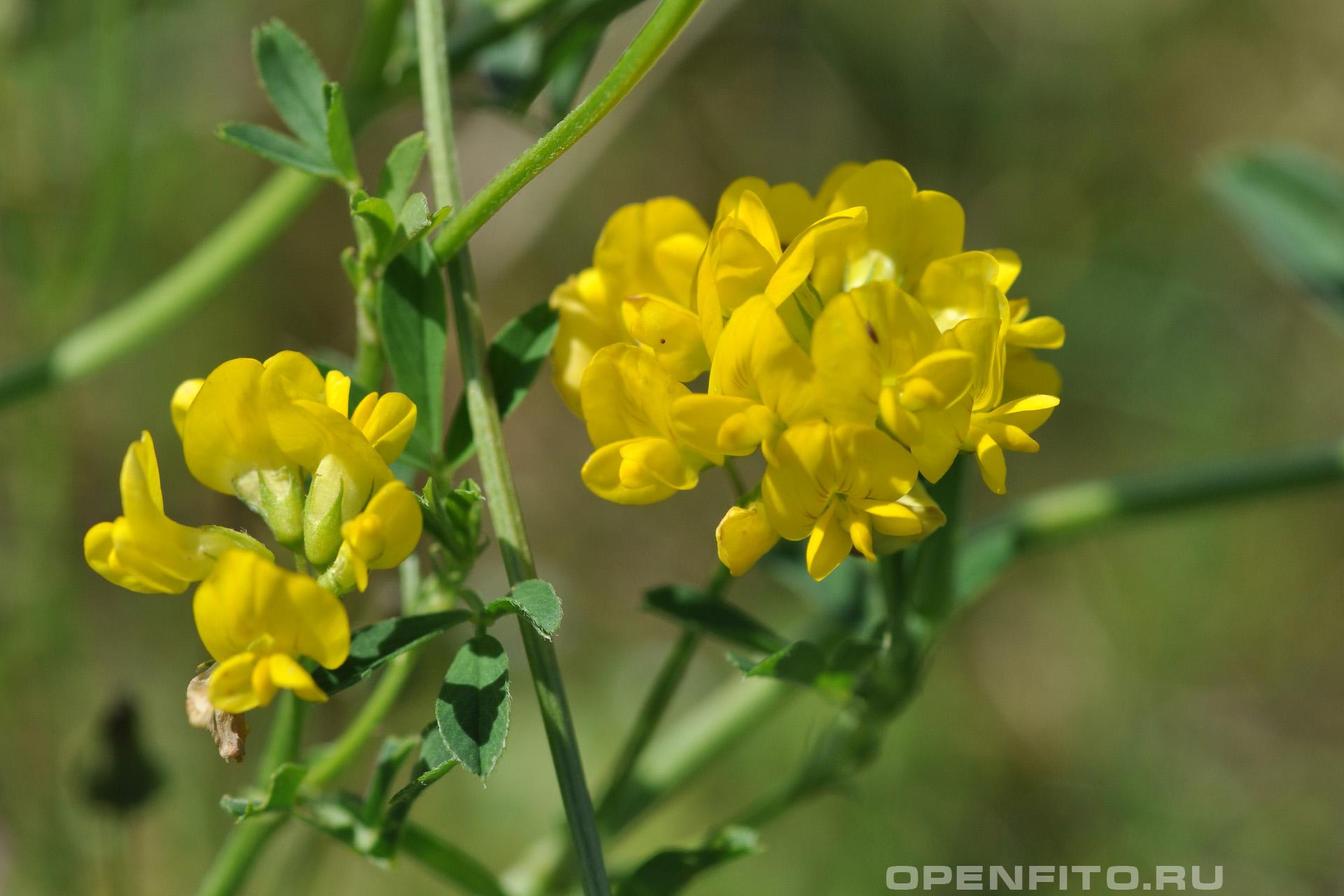 Люцерна желтая - фотография цветка