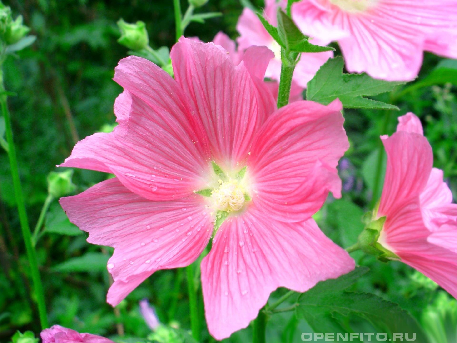 Шток-роза розовая - фотография цветка