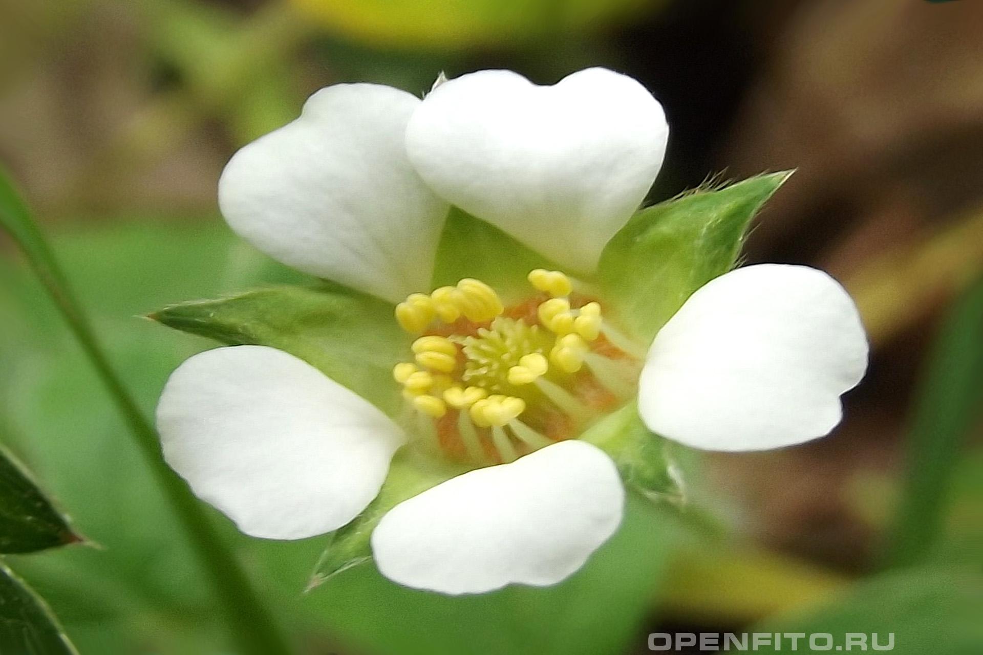 Лапчатка бесплодная - фотография цветка