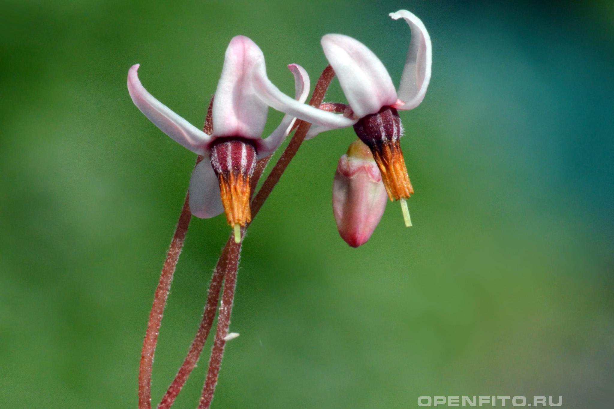Клюква болотная - фотография цветка