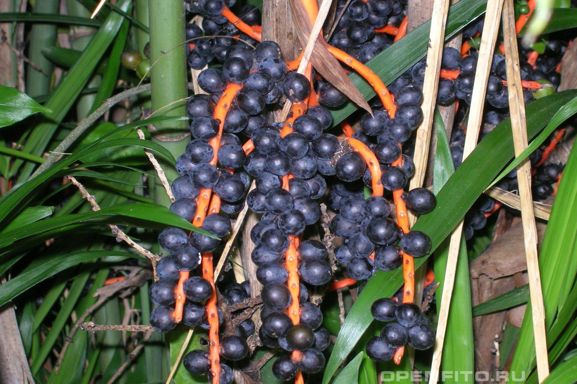 Хамедорея Зейфрица - фотография плодов