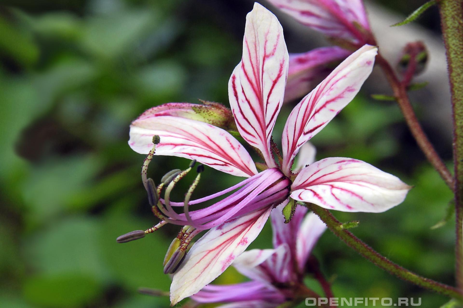 Ясенец голостолбиковый - фотография цветка