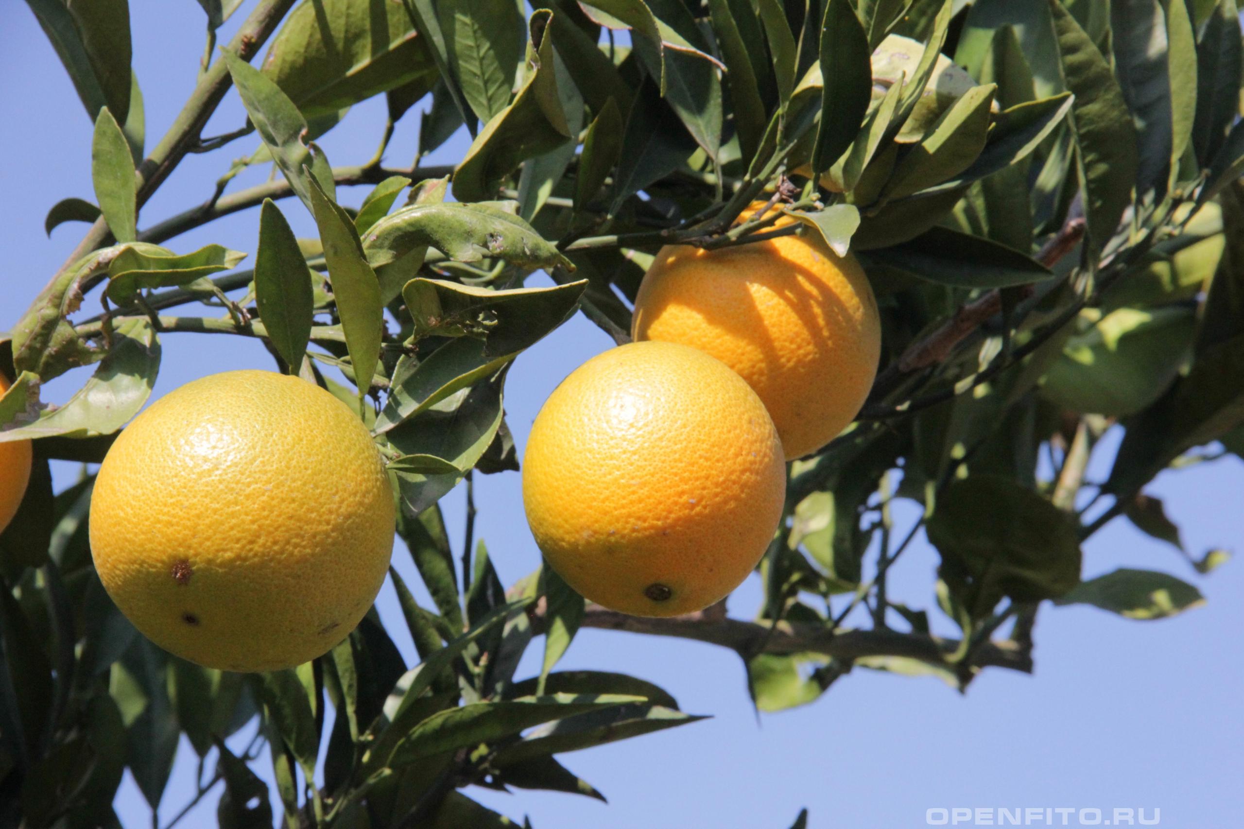 Апельсин сладкий - фотография плодов